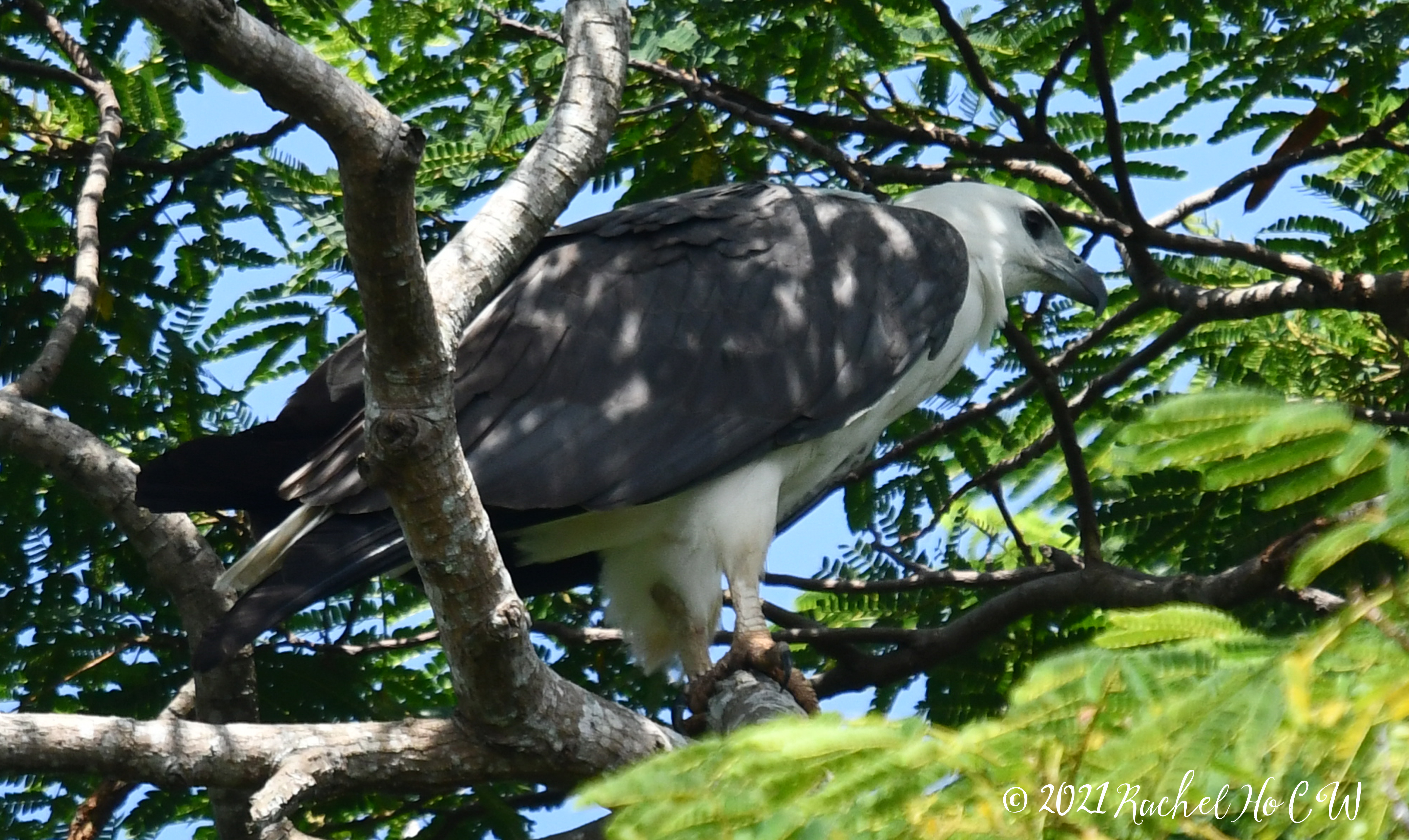 Image 3849 white-bellied sea eagle@Sungei Buloh