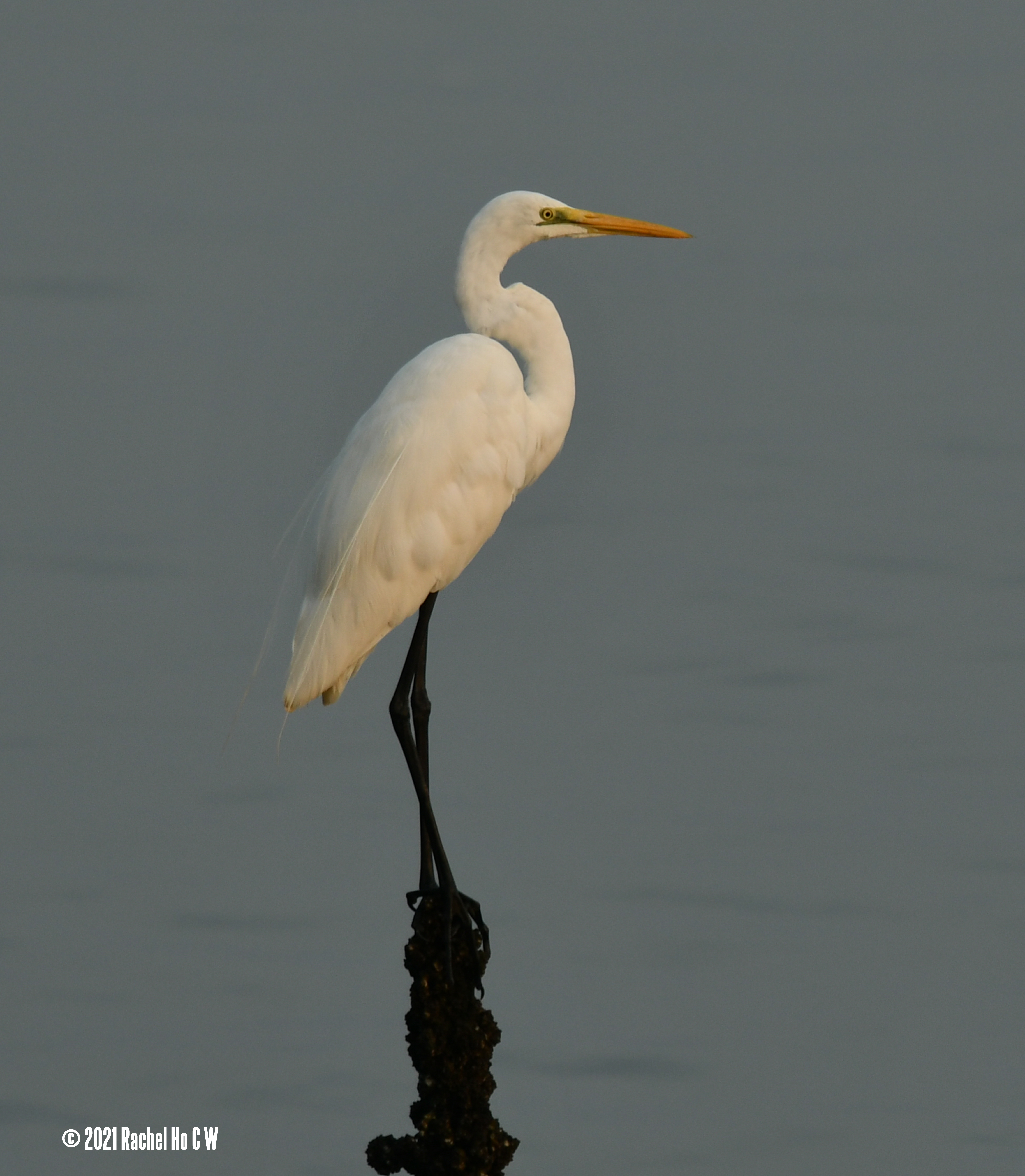 Image 3895 Egret resting on mangrove stick.