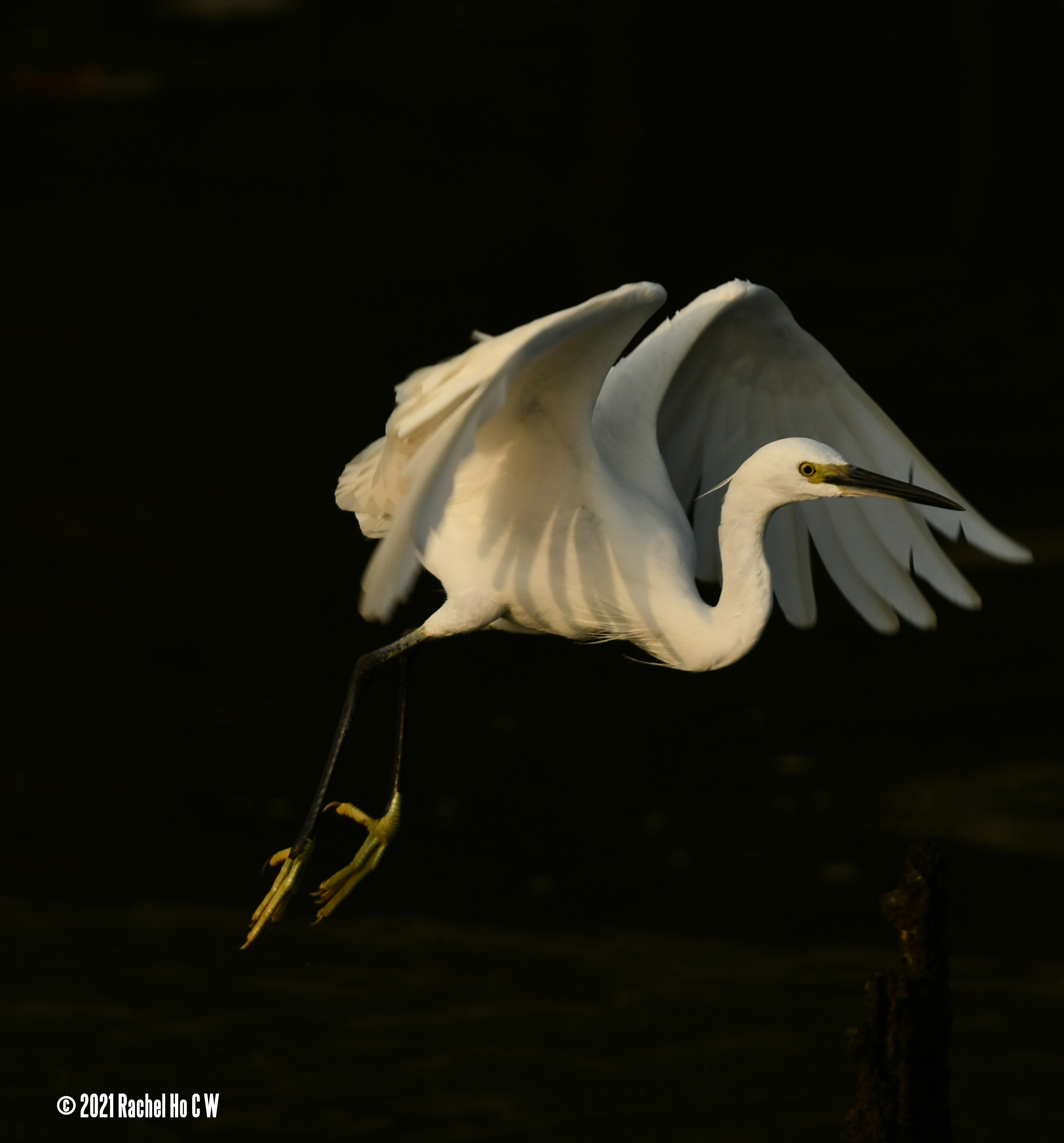 Image 3997 Egret taking off.