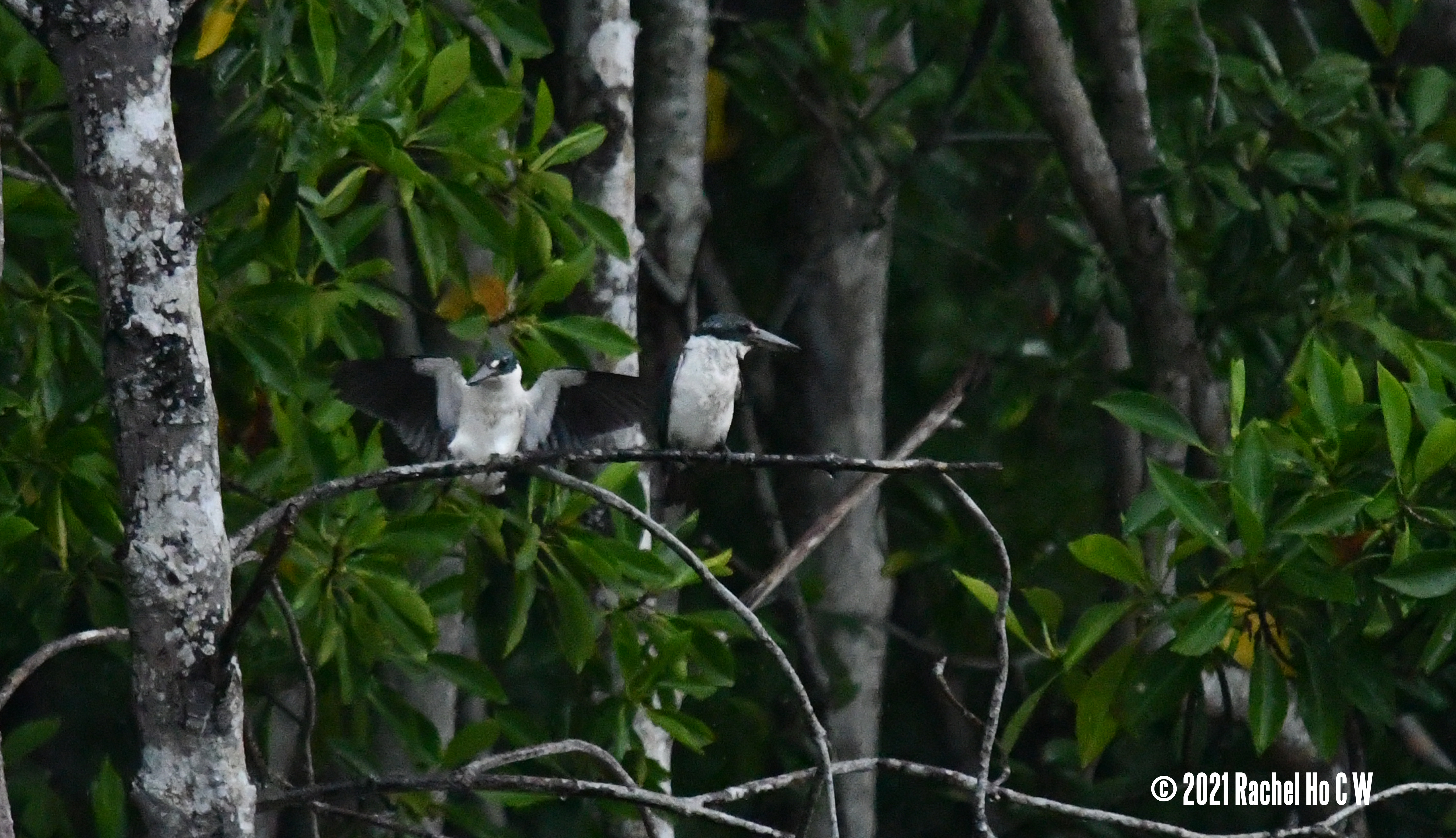 Image 4199 Collared Kingfisher