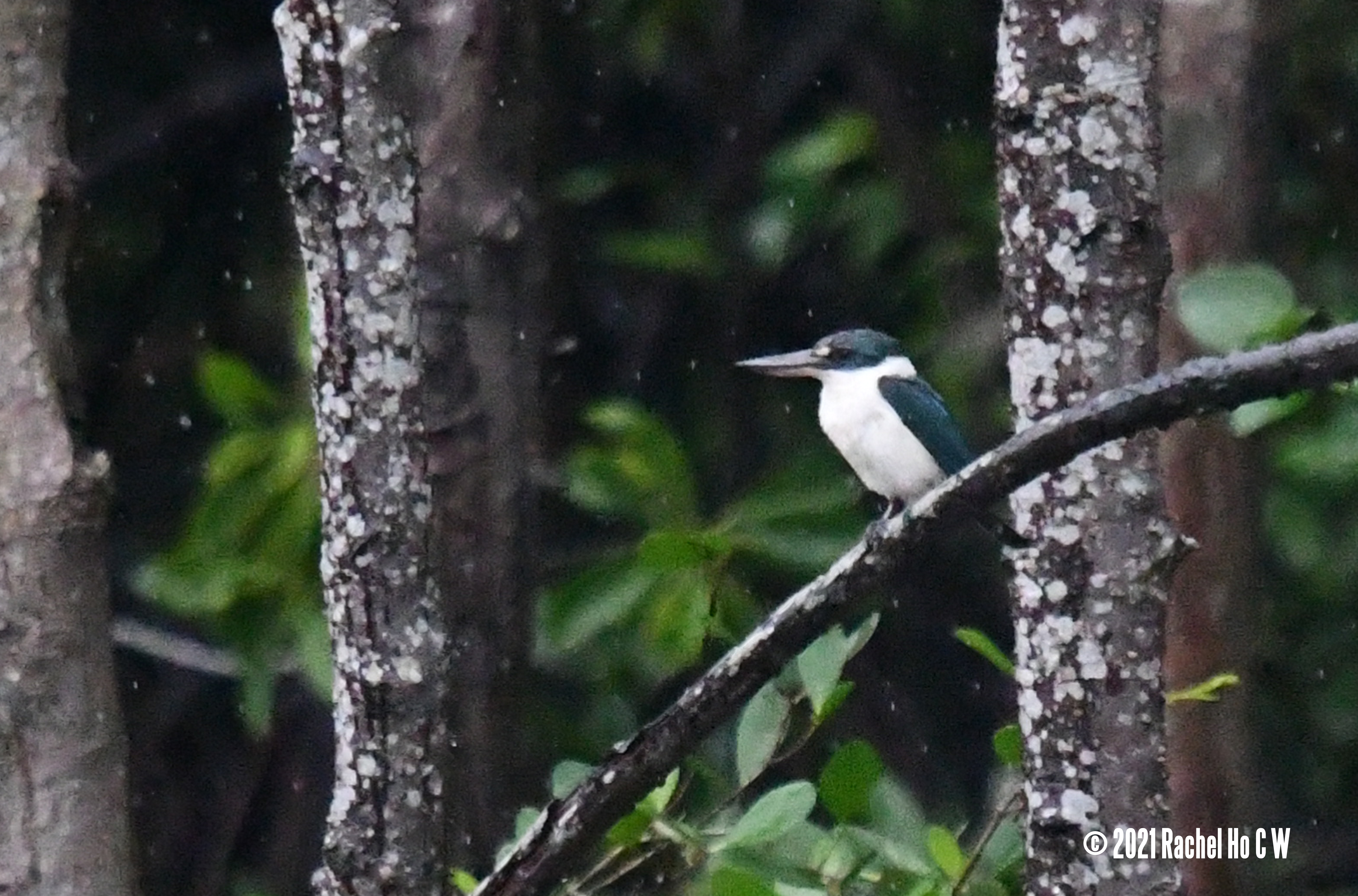Image 4220 Collared Kingfisher