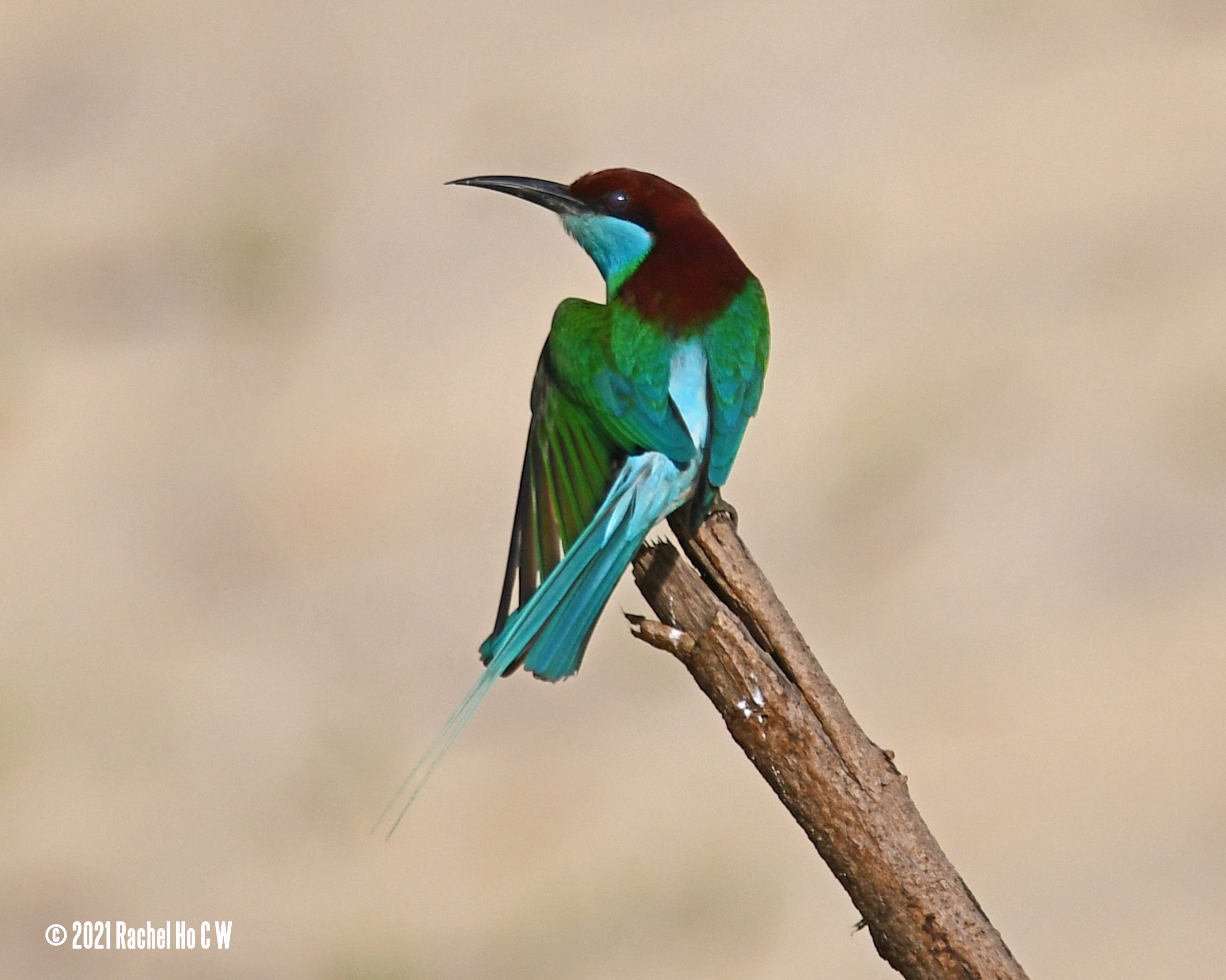 Image 4578 Blue-throated Bee-eater