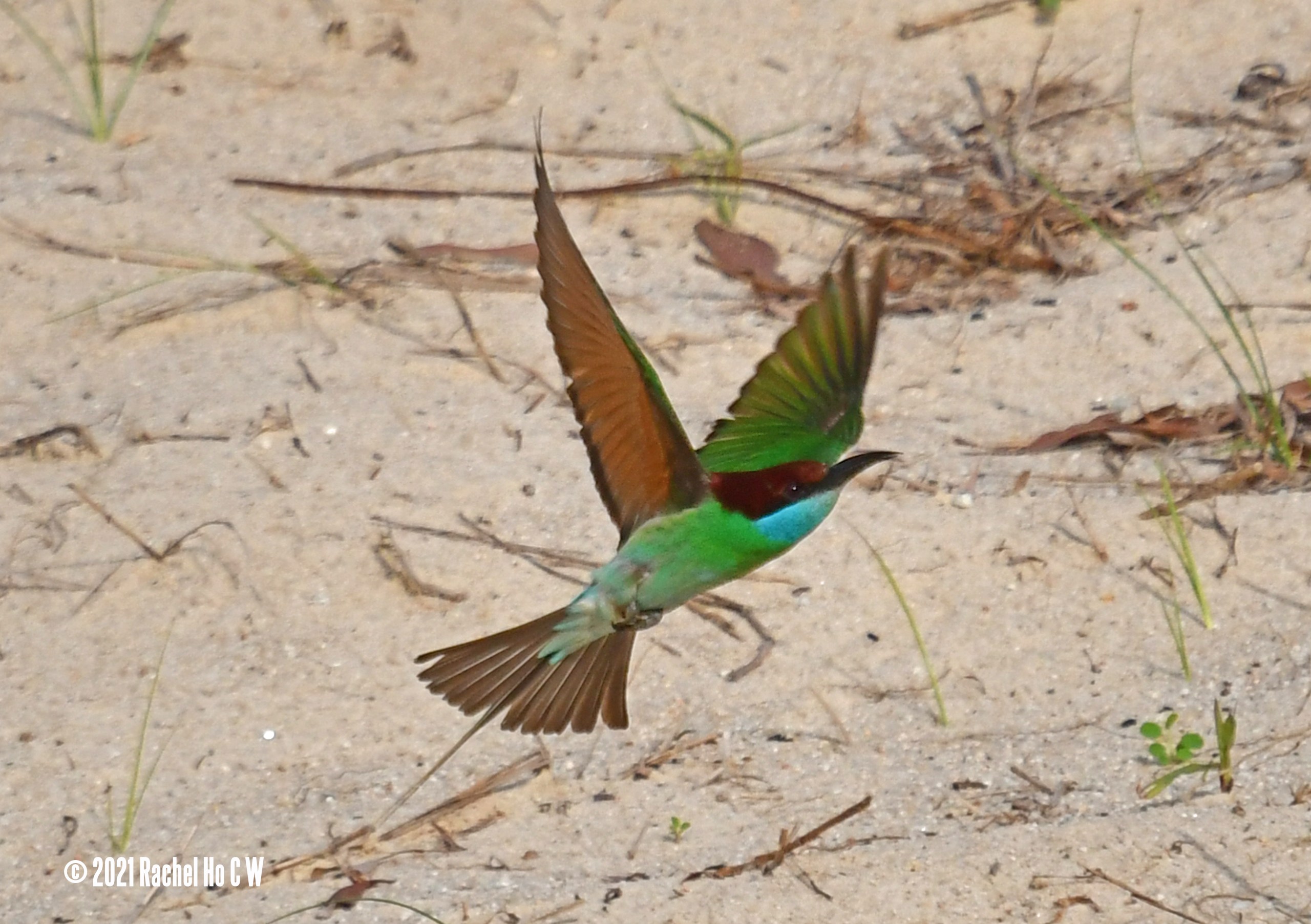 Image 4629 Blue-throated Bee-eater