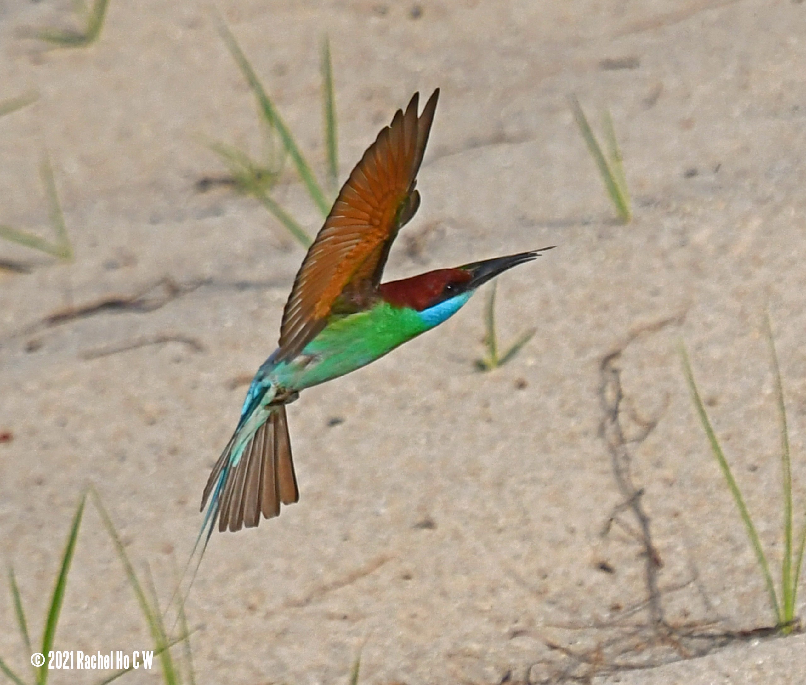 Image 4631 Blue-throated Bee-eater