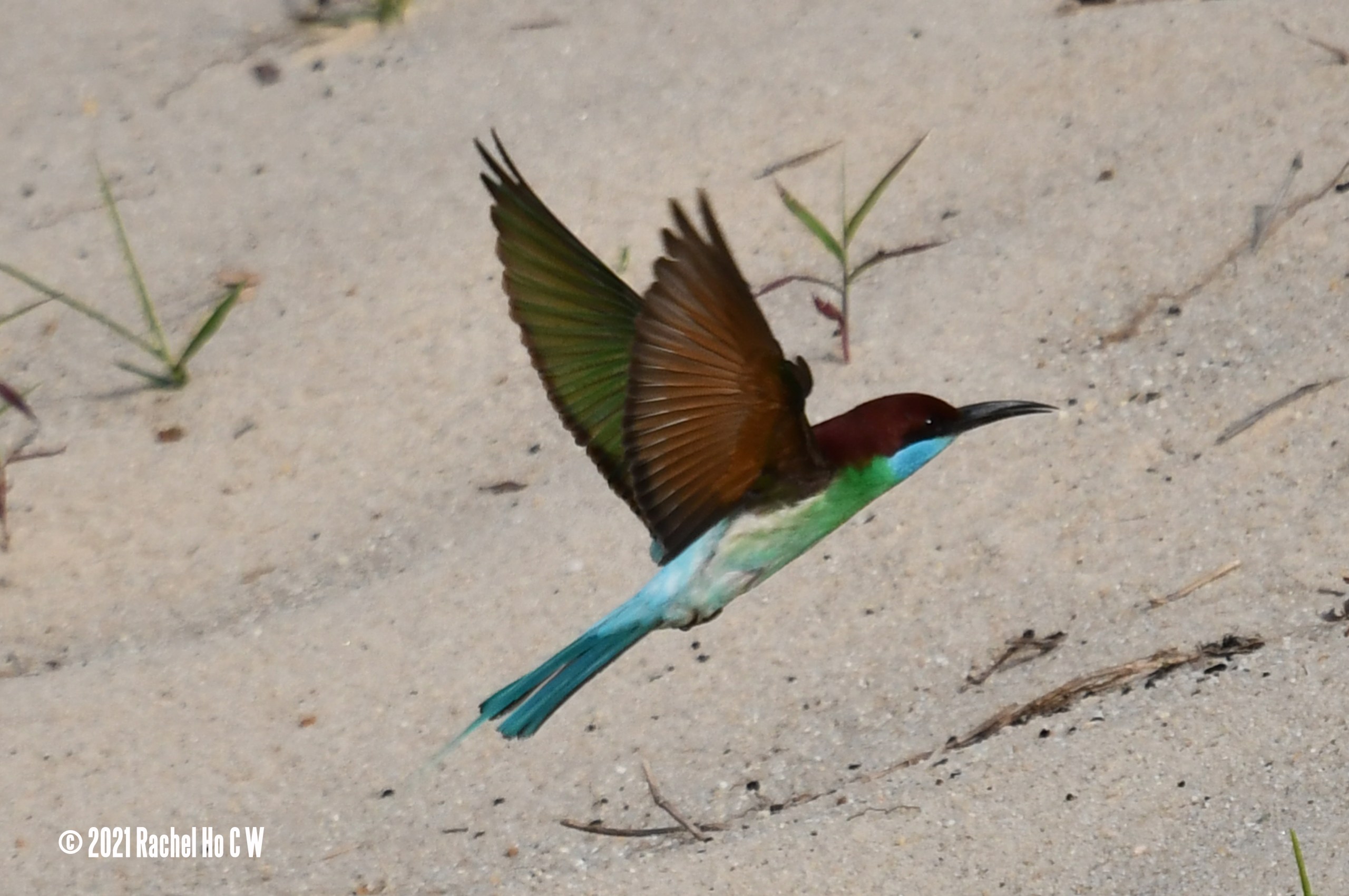Image 4632 Blue-throated Bee-eater