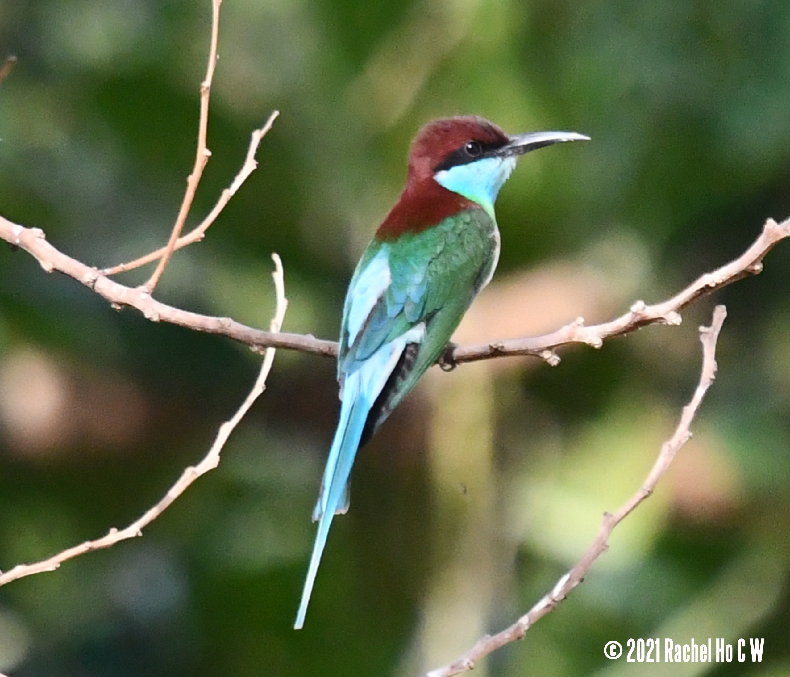 Image 5352 Blue-throated Bee-eater