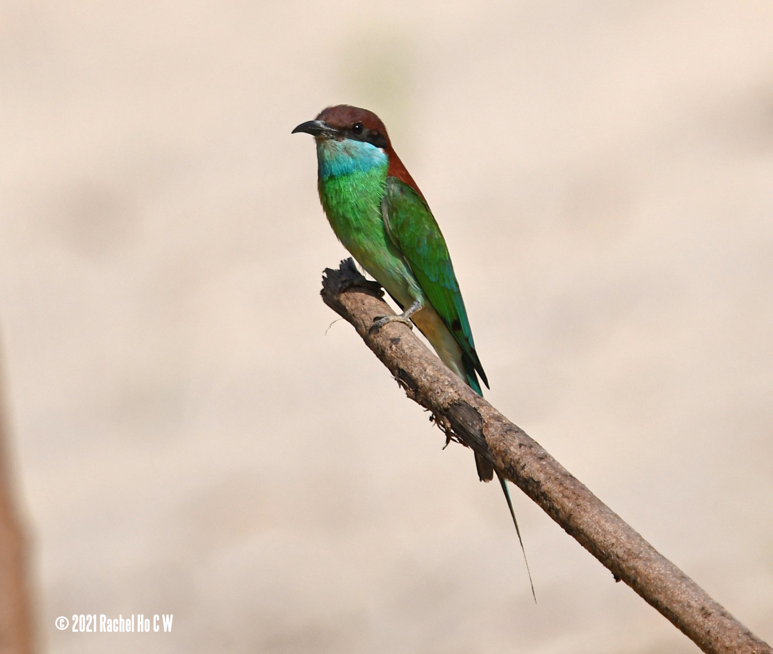 Image 5420 Blue-throated Bee-eater