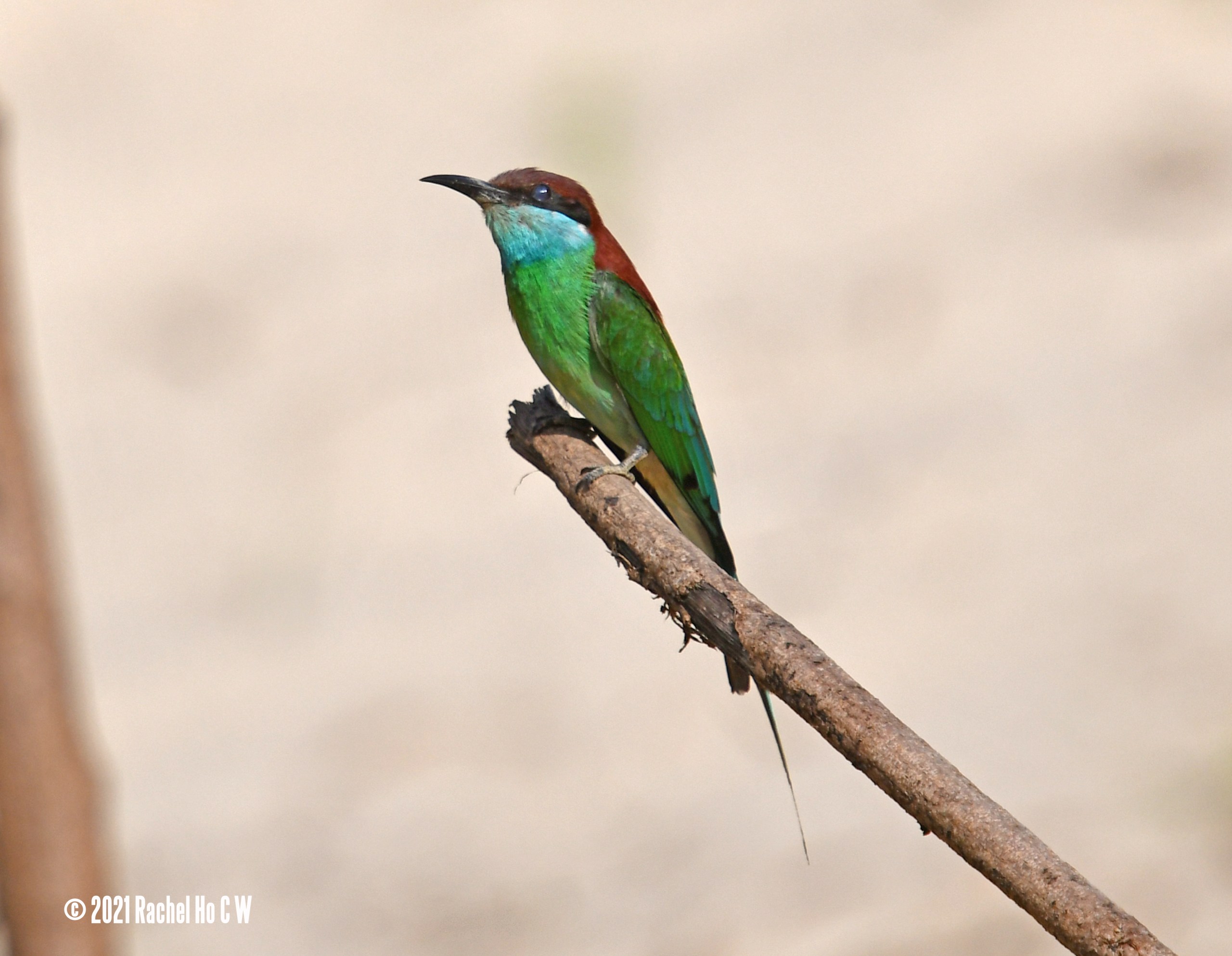 Image 5453 Blue-throated Bee-eater
