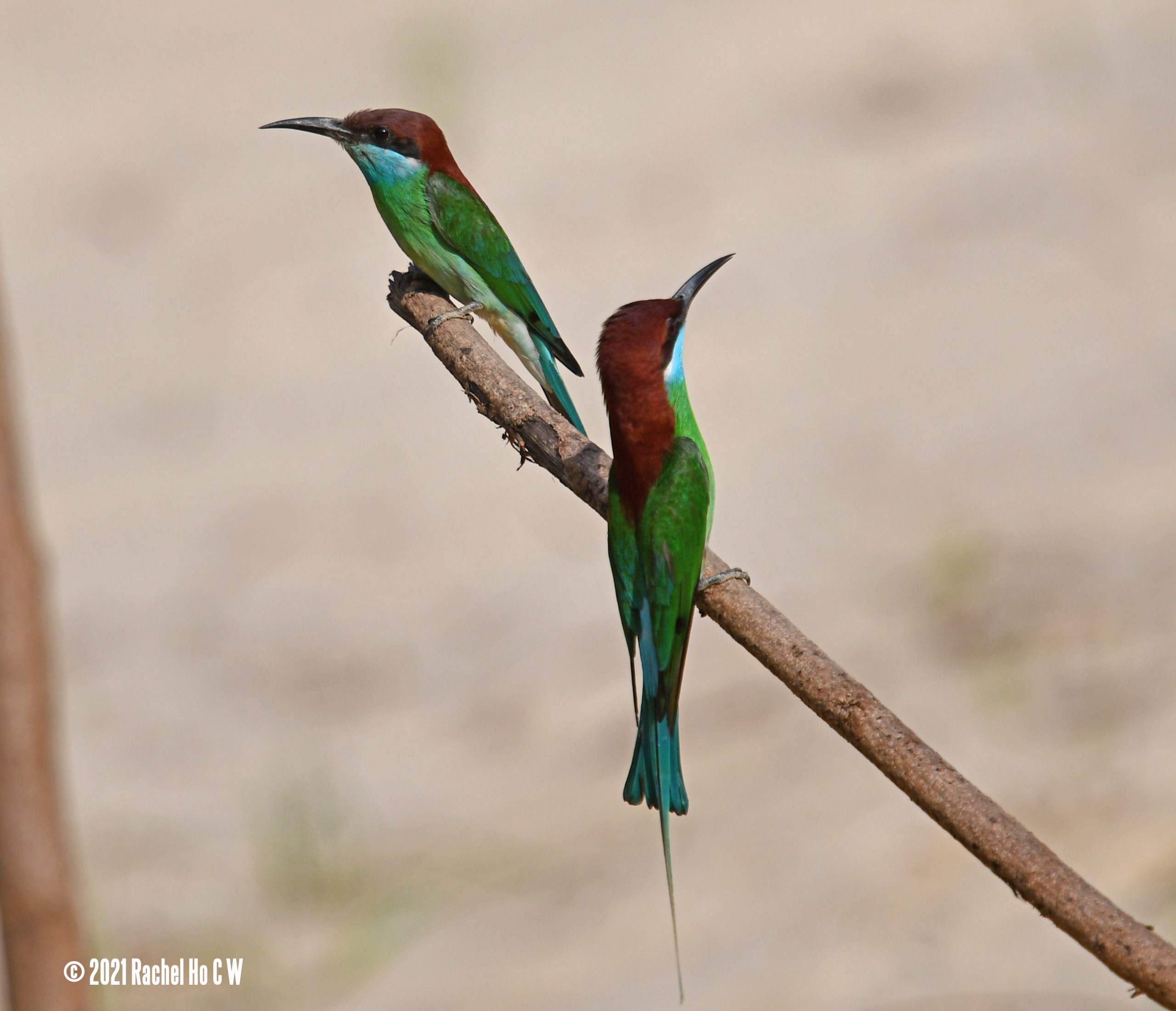 Image 5477 Blue-throated Bee-eater