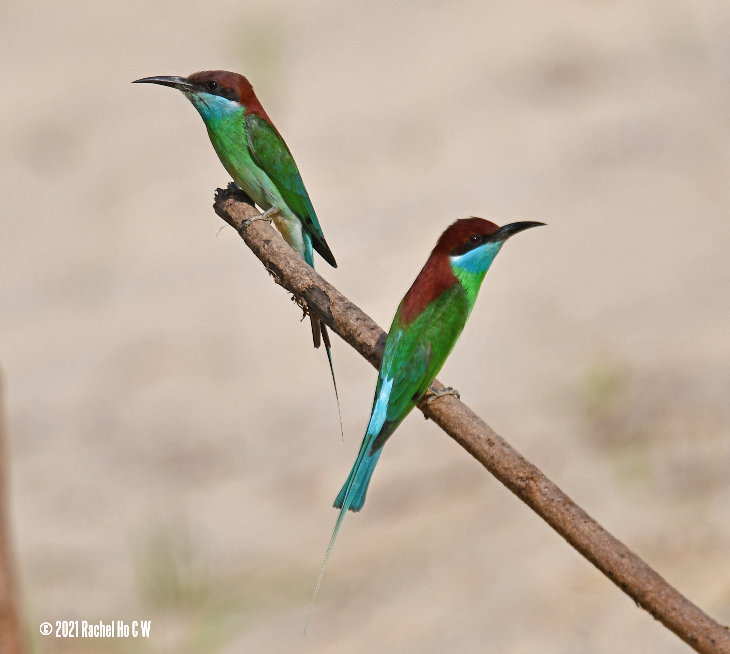 Image 5479 Blue-throated Bee-eater