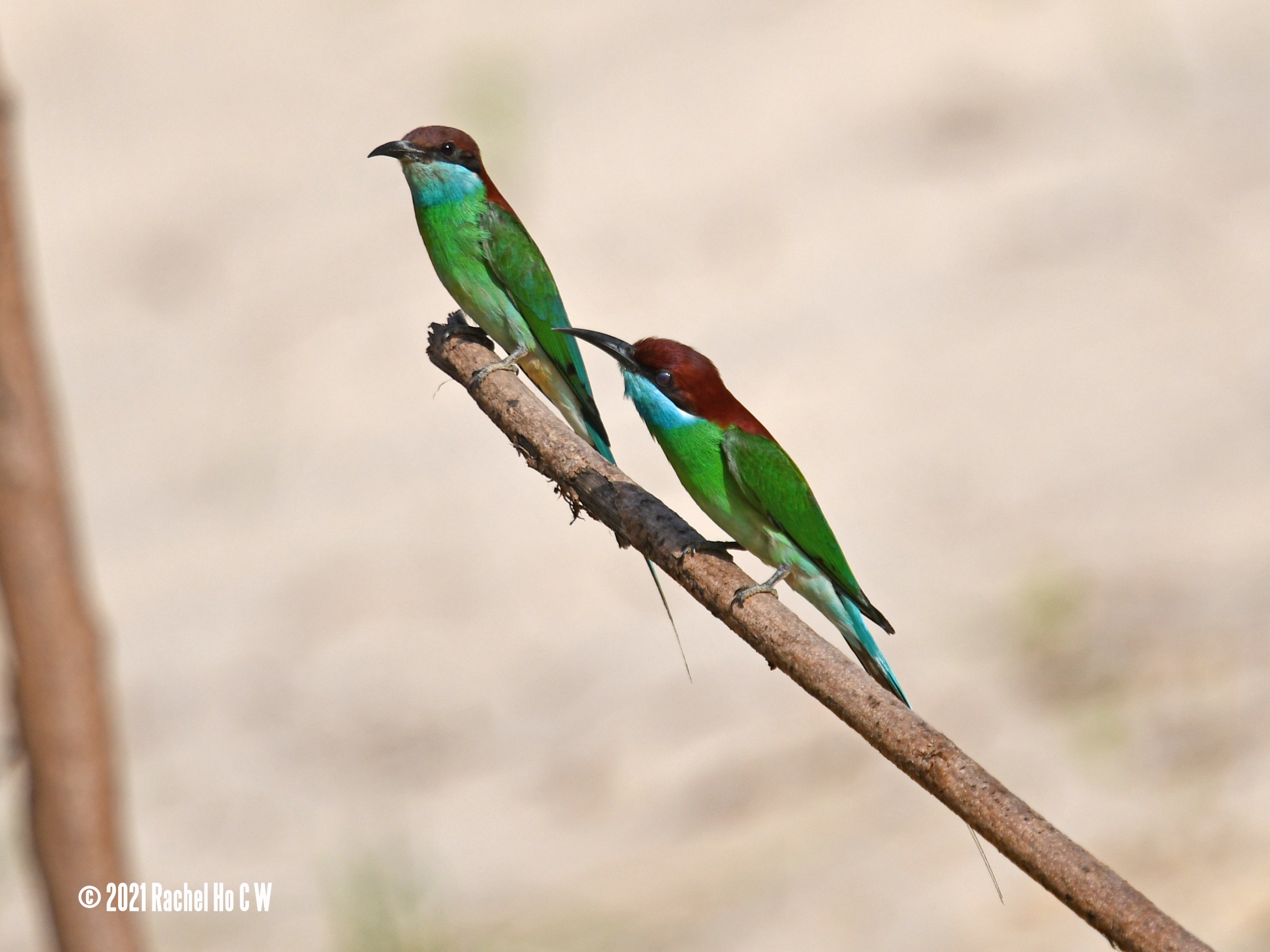 Image 5528 Blue-throated Bee-eater