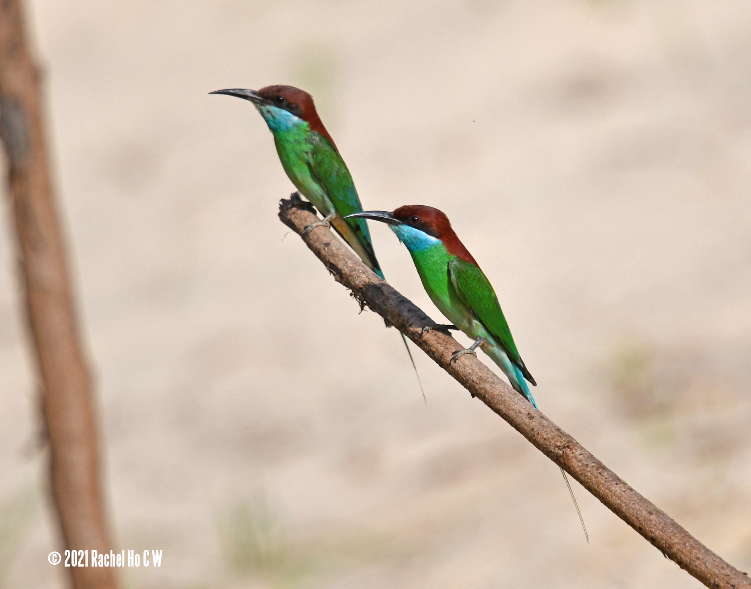Image 5551 Blue-throated Bee-eater