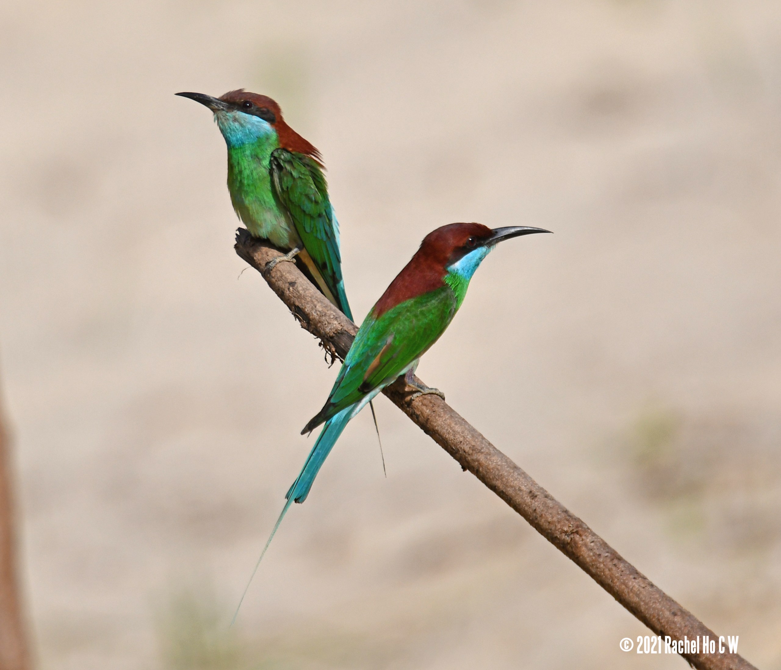 Image 5617 Blue-throated Bee-eater