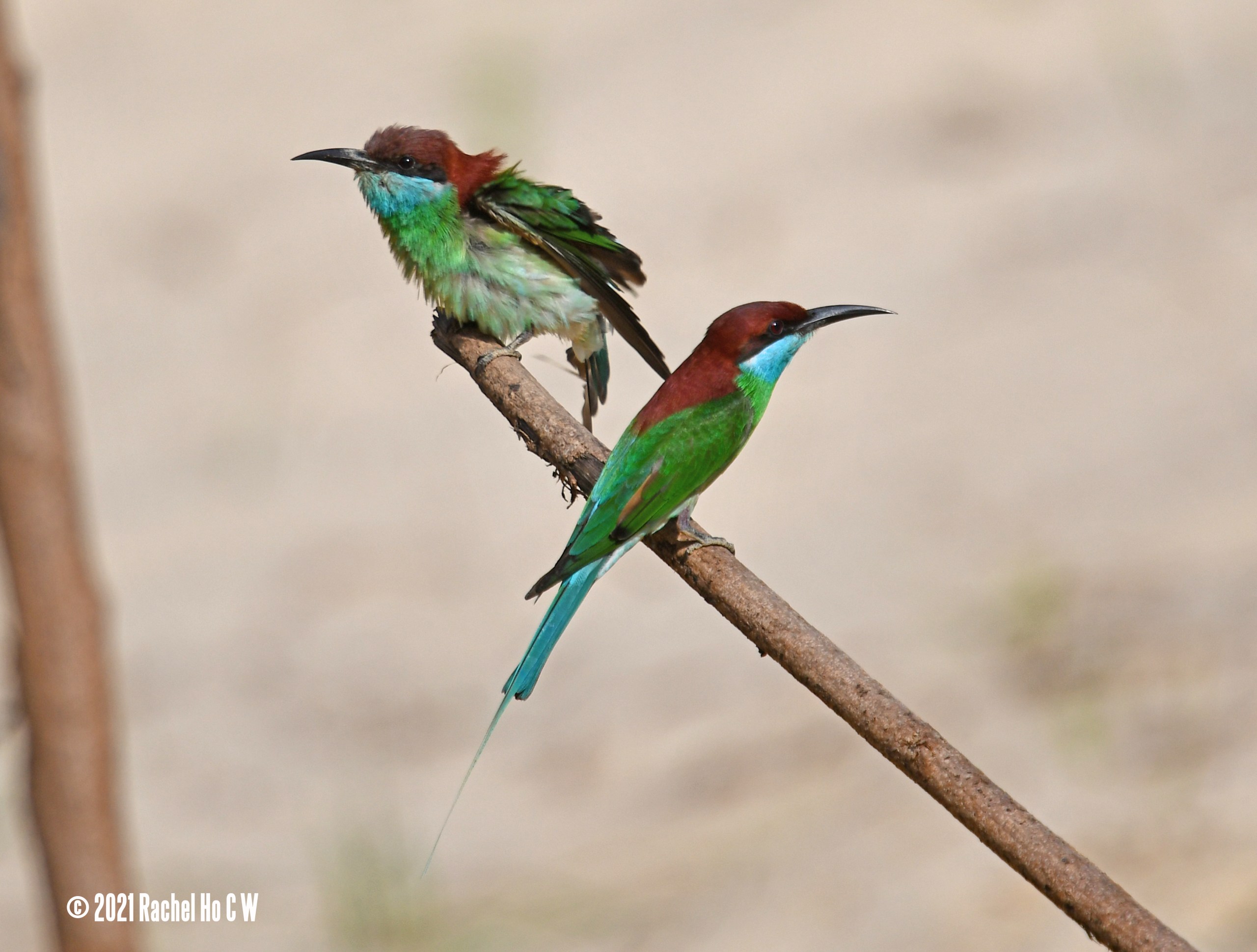 Image 5621 Blue-throated Bee-eater