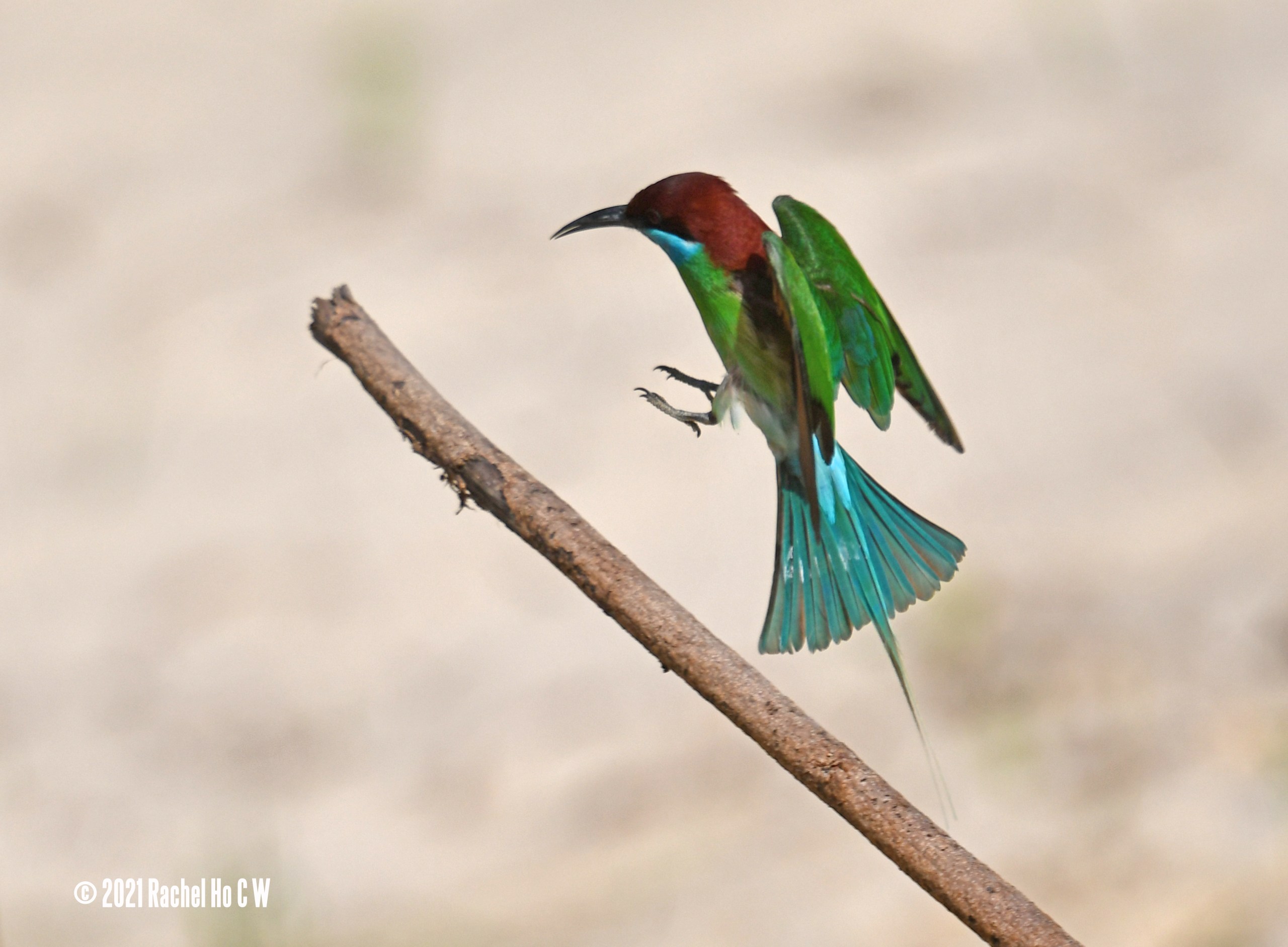 Image 5750 Blue-throated Bee-eater