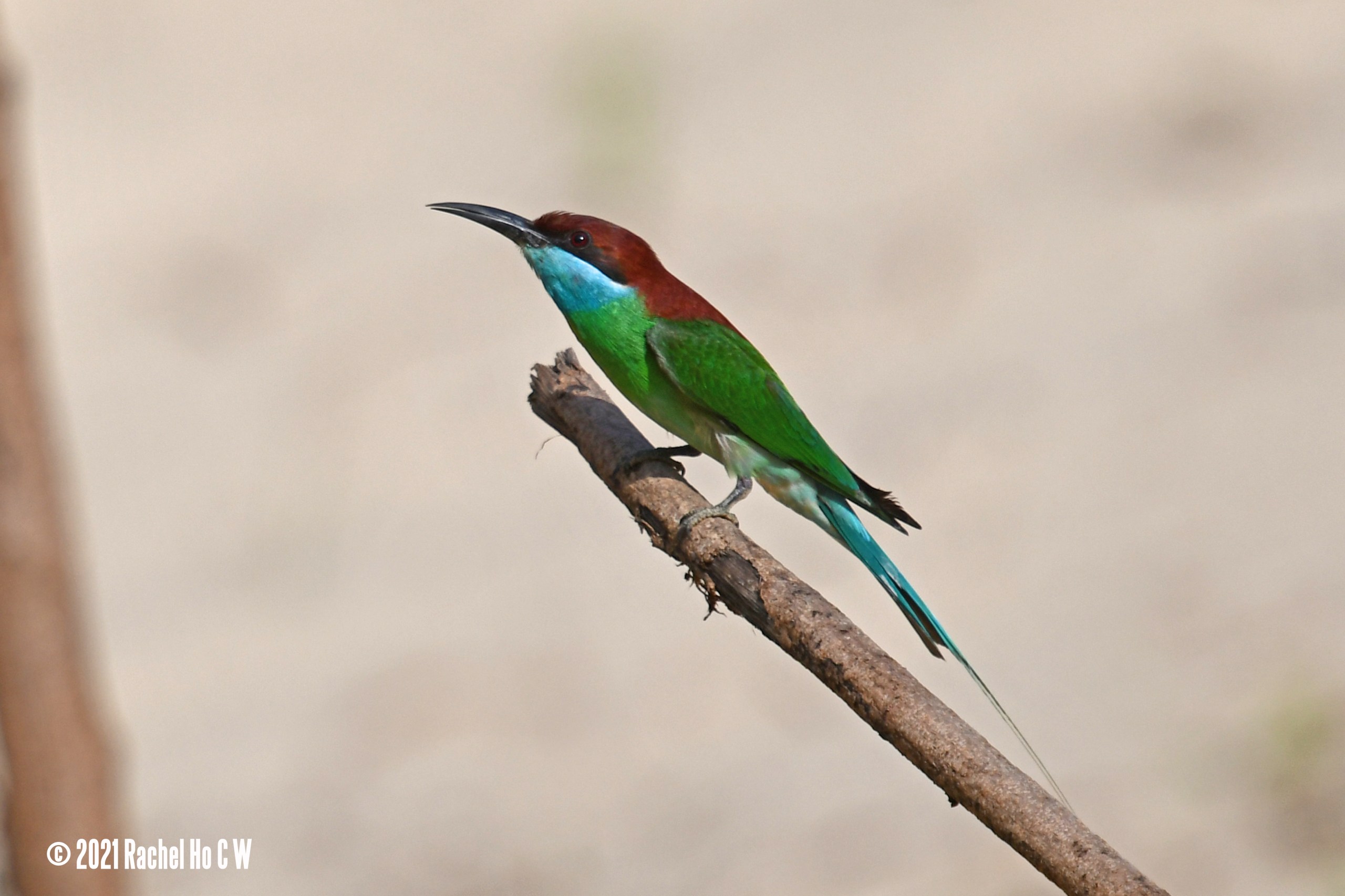 Image 5752 Blue-throated Bee-eater