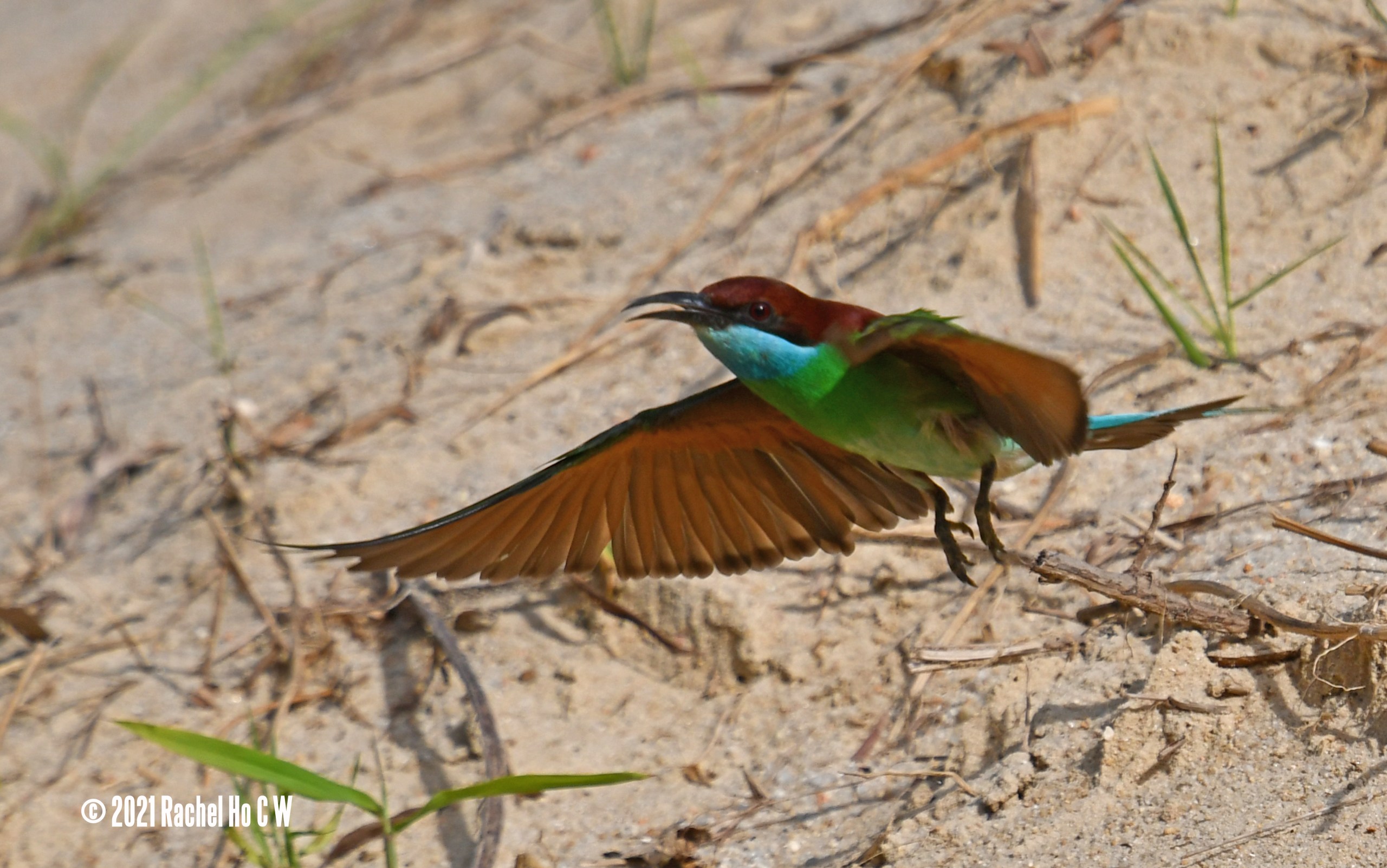Image 5786 Blue-throated Bee-eater