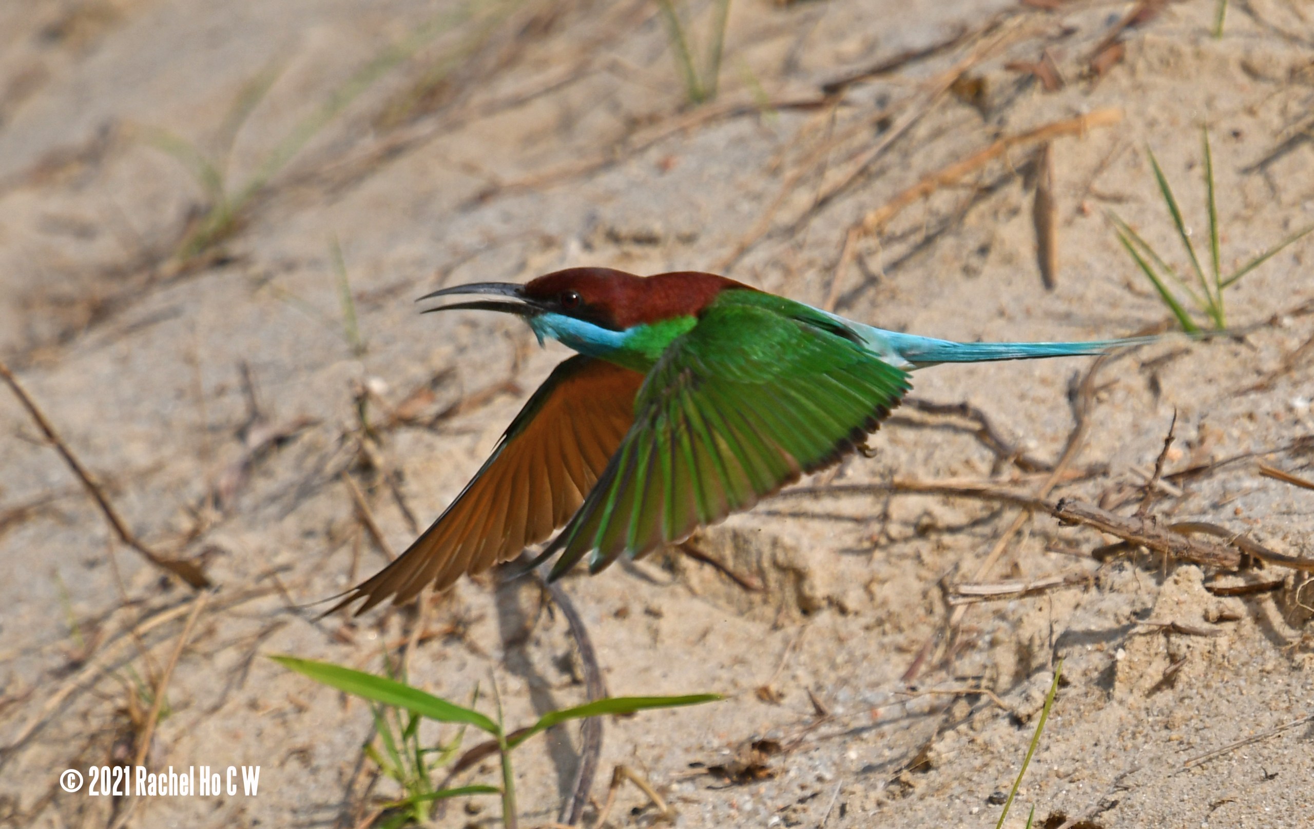 Image 5797 Blue-throated Bee-eater