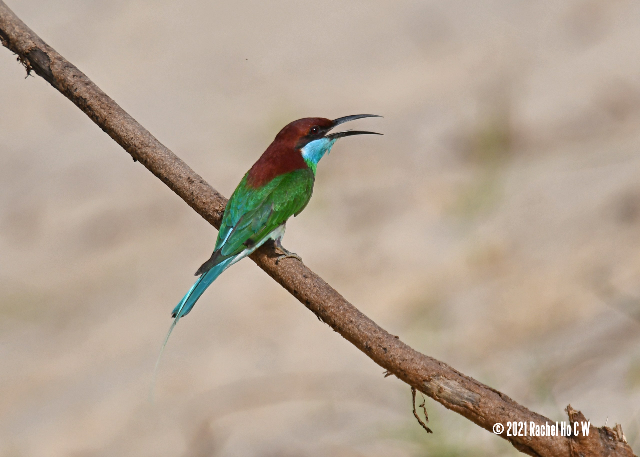 Image 5804 Blue-throated Bee-eater