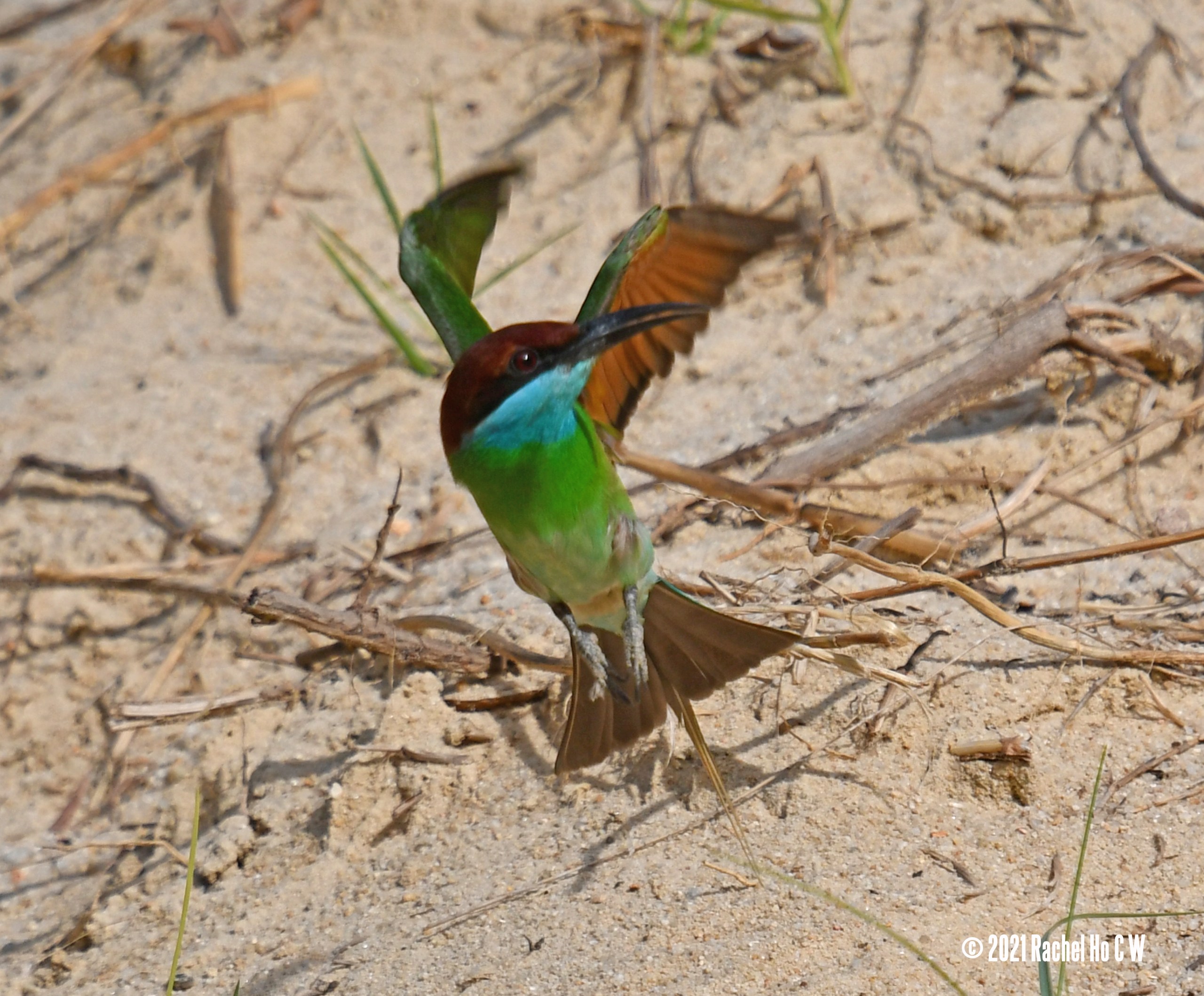 Image 5815 Blue-throated Bee-eater