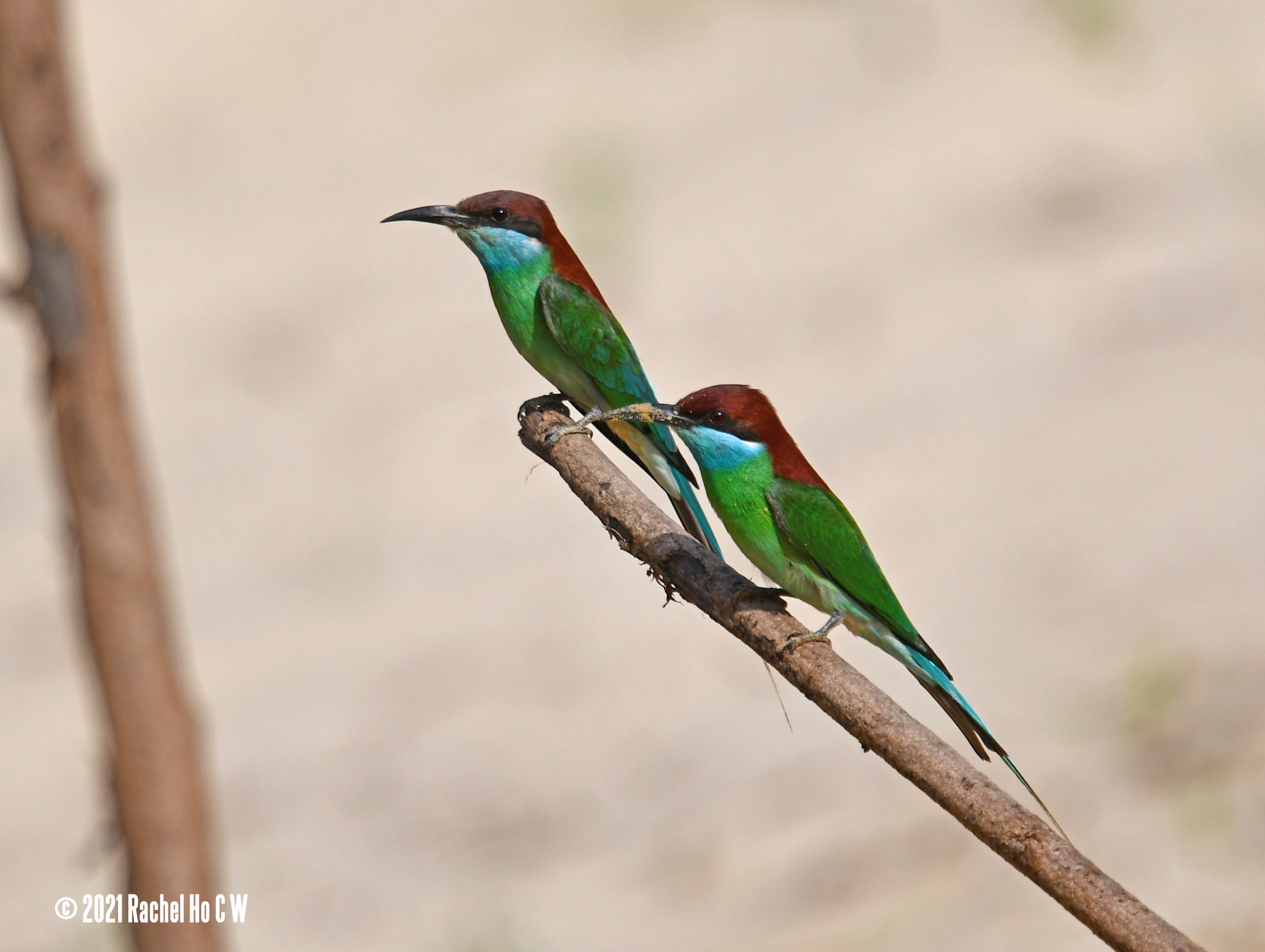 Image 5933 Blue-throated Bee-eater