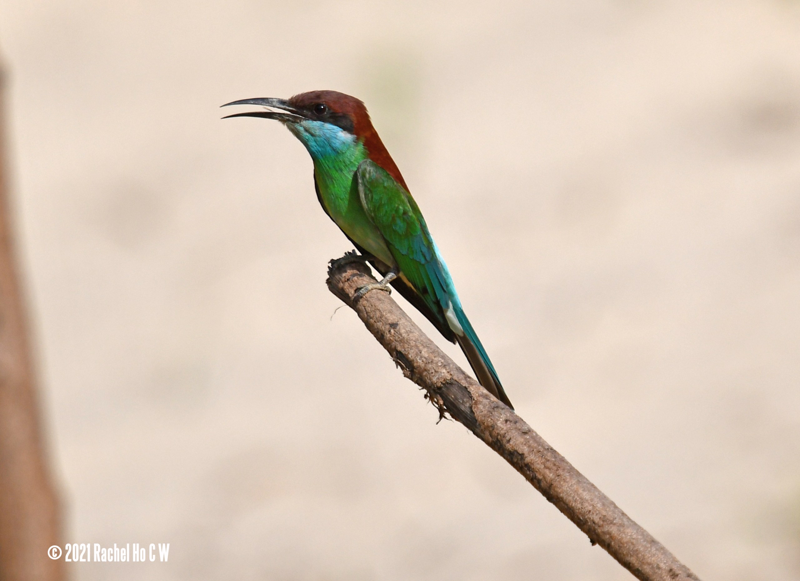 Image 6001 Blue-throated Bee-eater