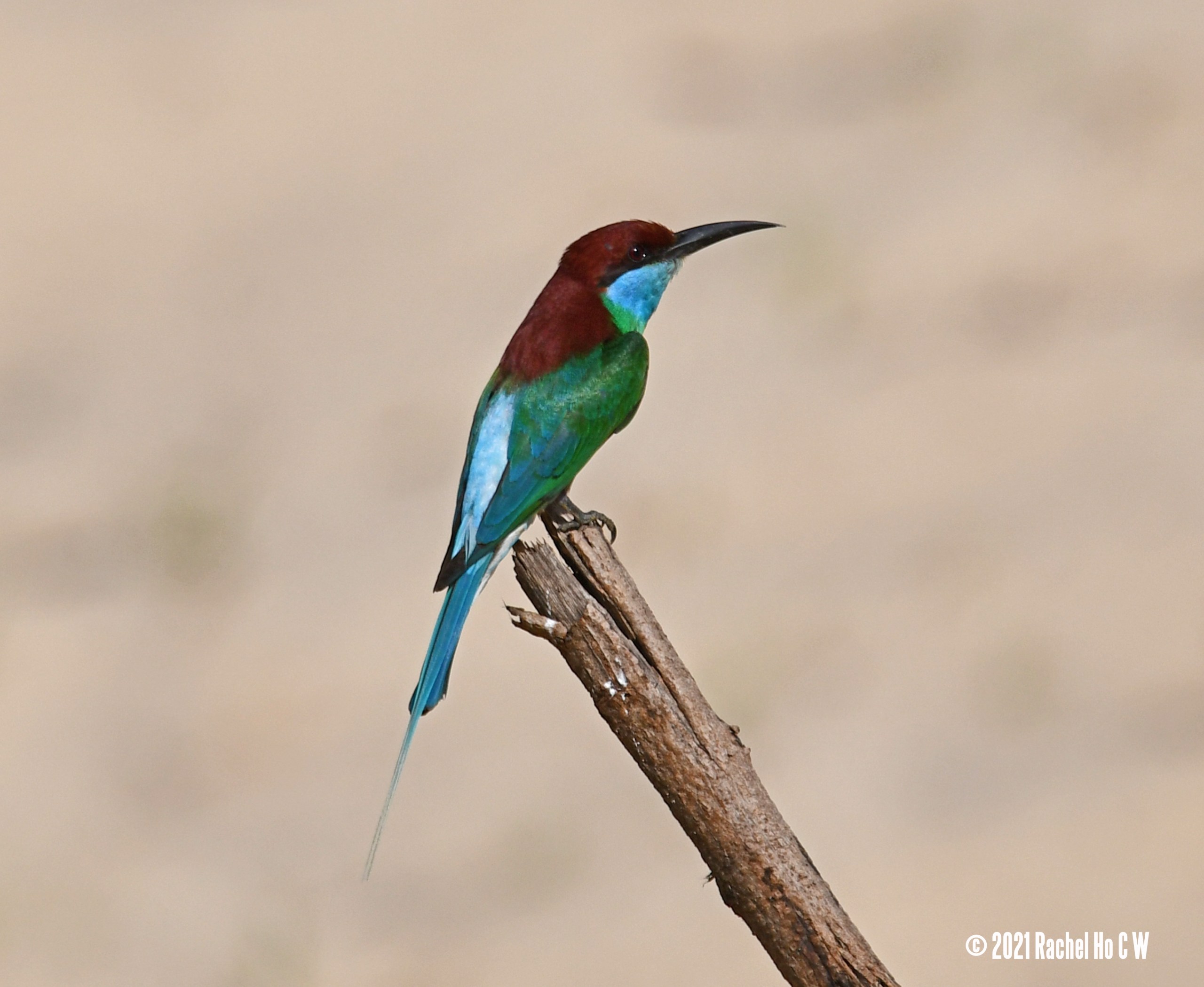Image 6013 Blue-throated Bee-eater