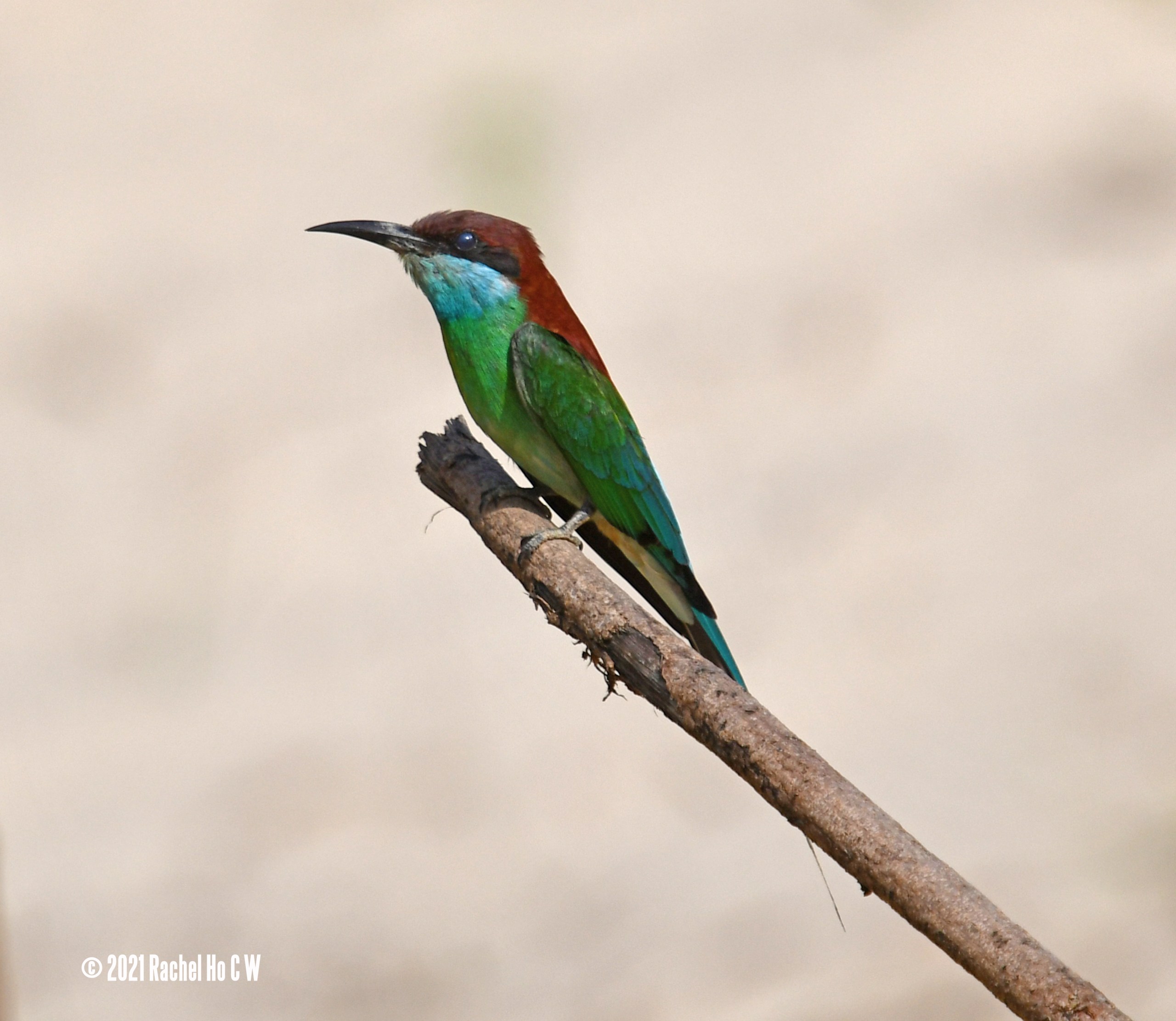 Image 6035 Blue-throated Bee-eater