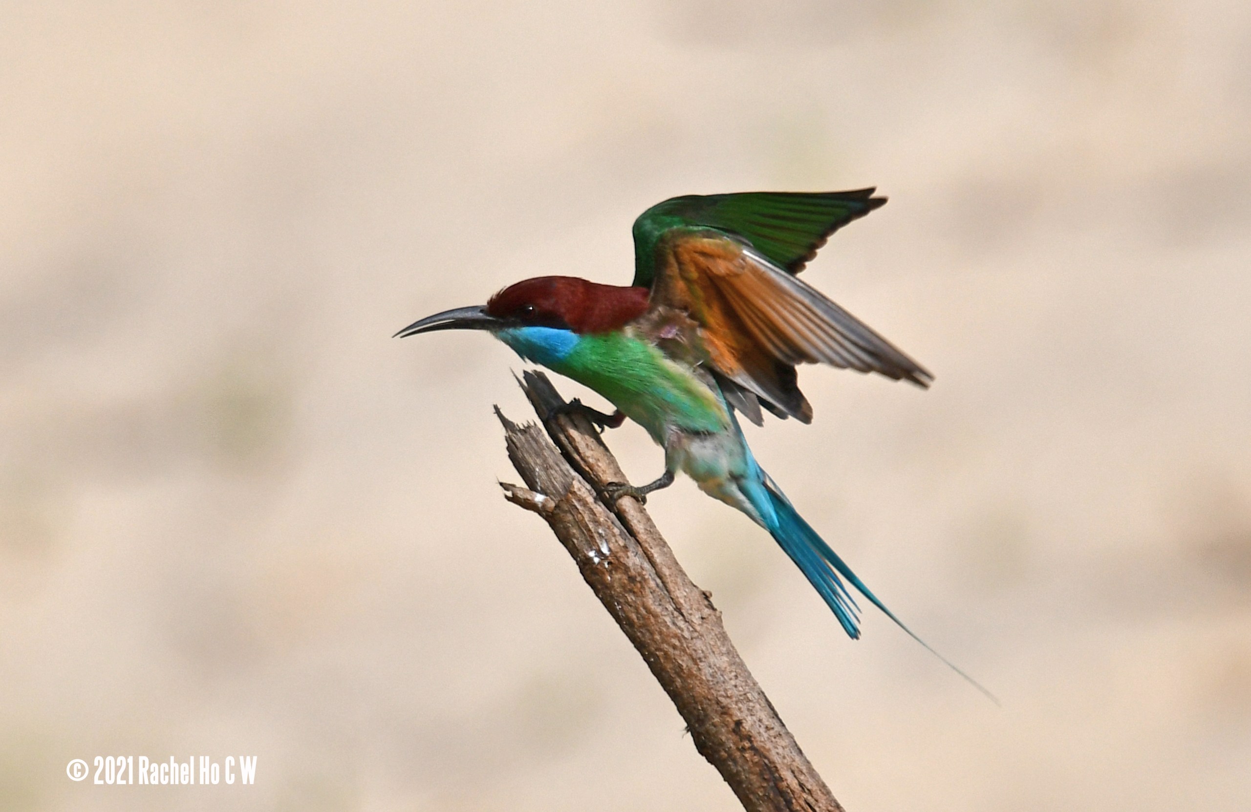 Image 6154 Blue-throated Bee-eater