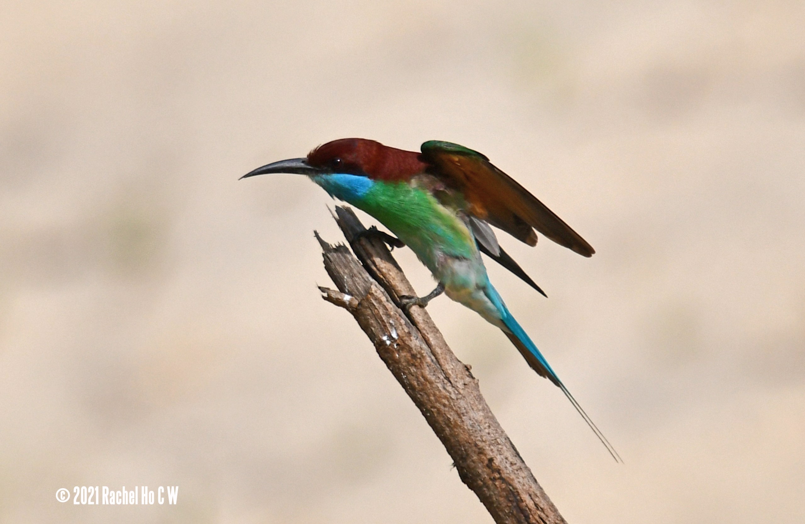 Image 6155 Blue-throated Bee-eater