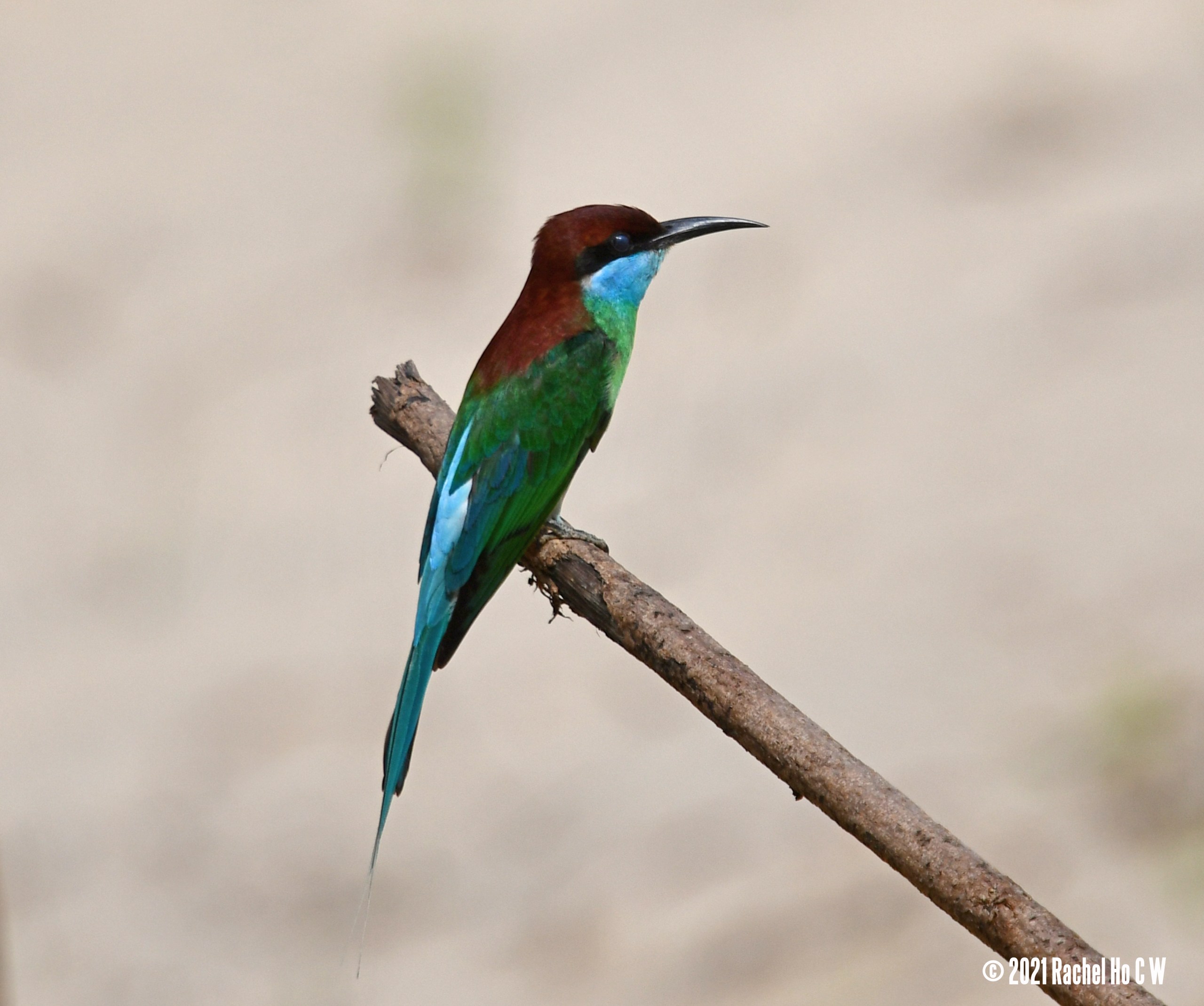 Image 6199 Blue-throated Bee-eater