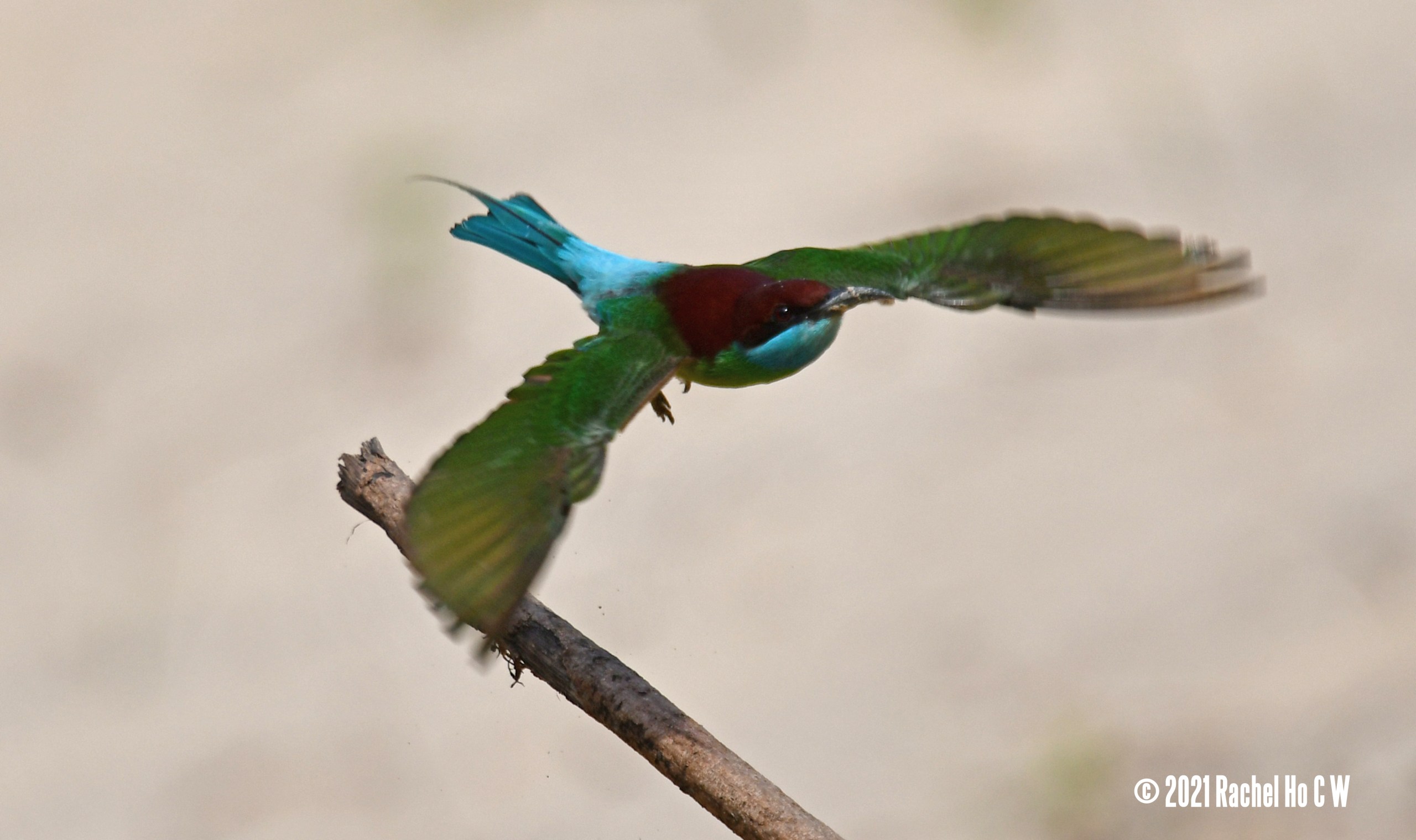 Image 6226 Blue-throated Bee-eater