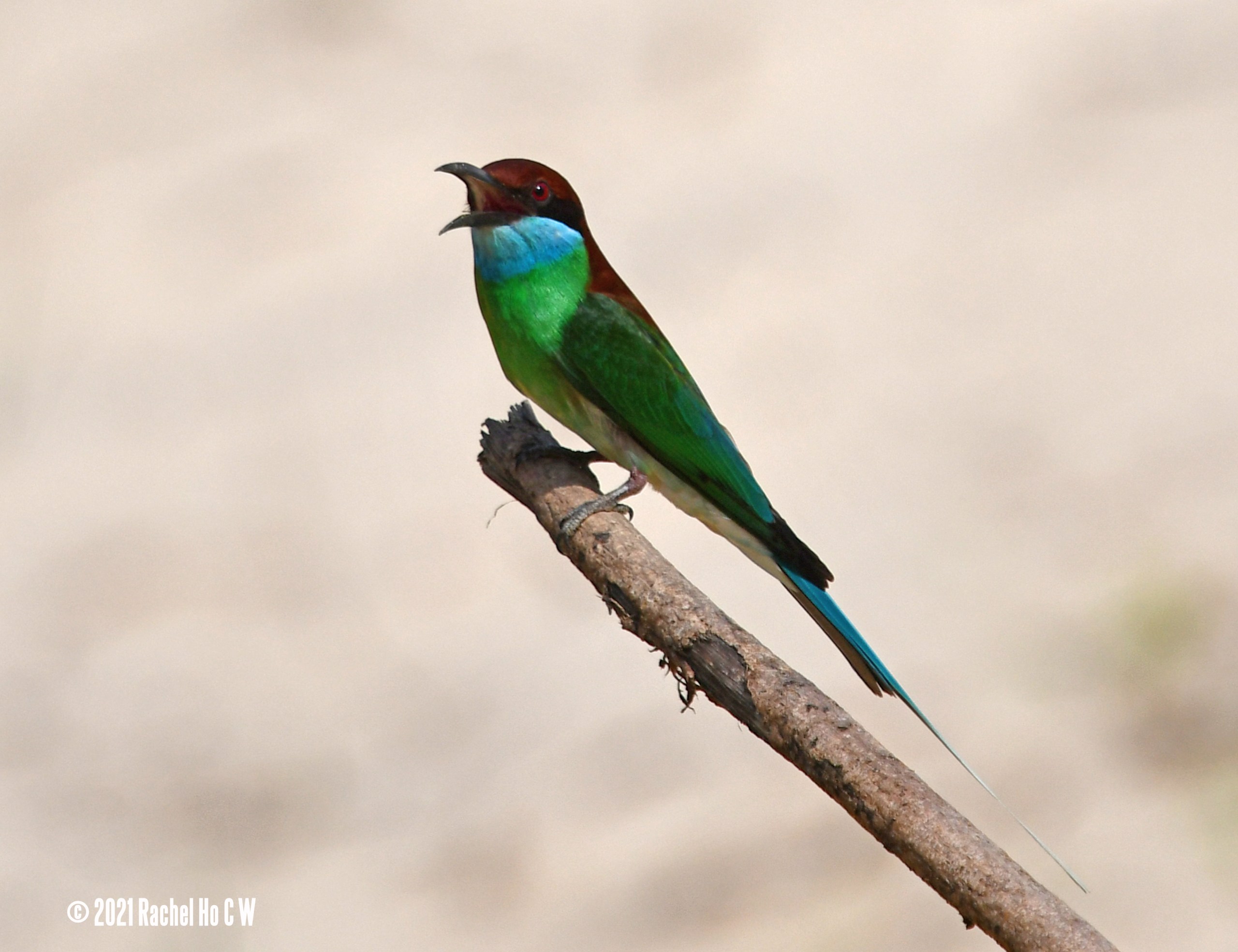 Image 6234 Blue-throated Bee-eater