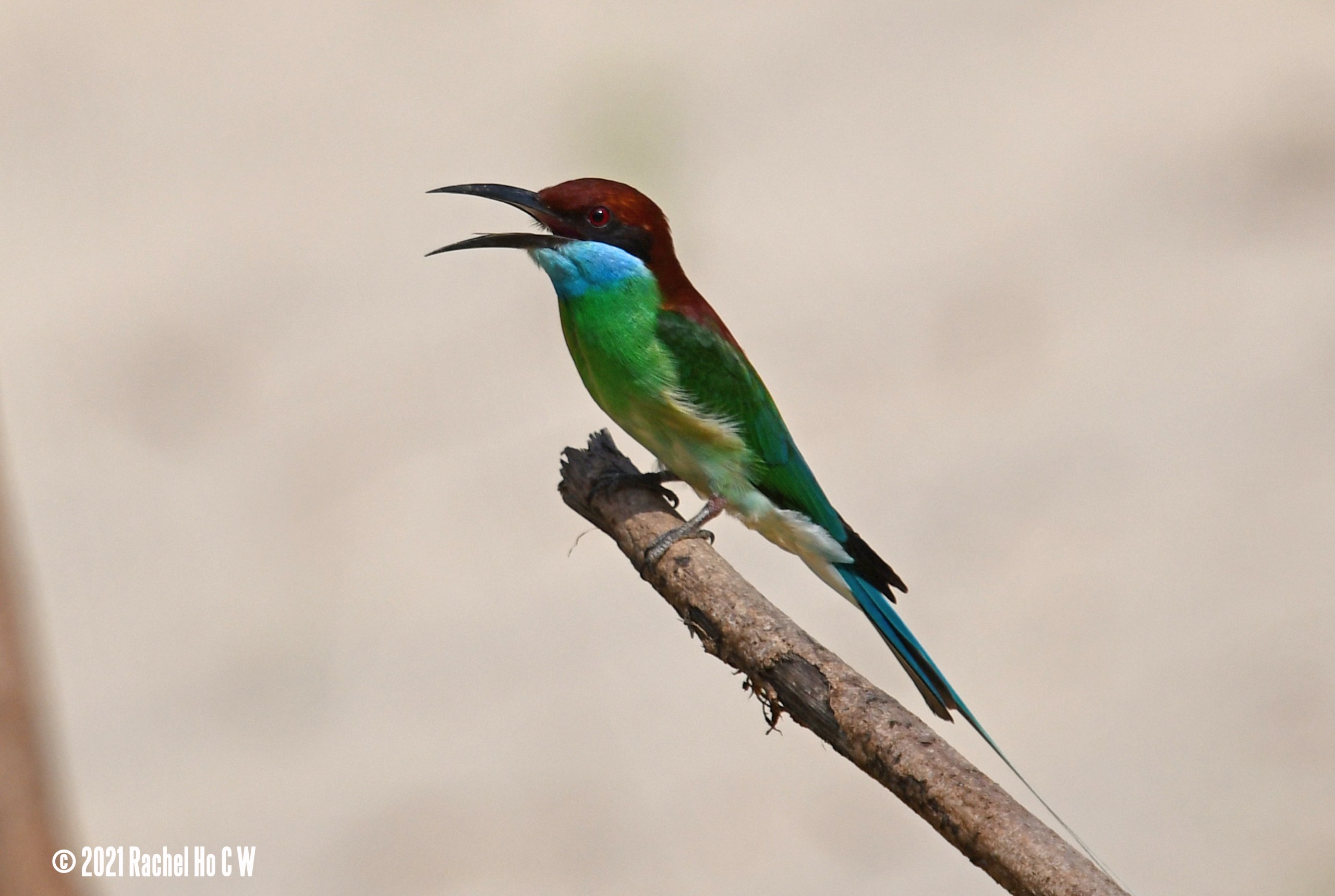 Image 6235 Blue-throated Bee-eater