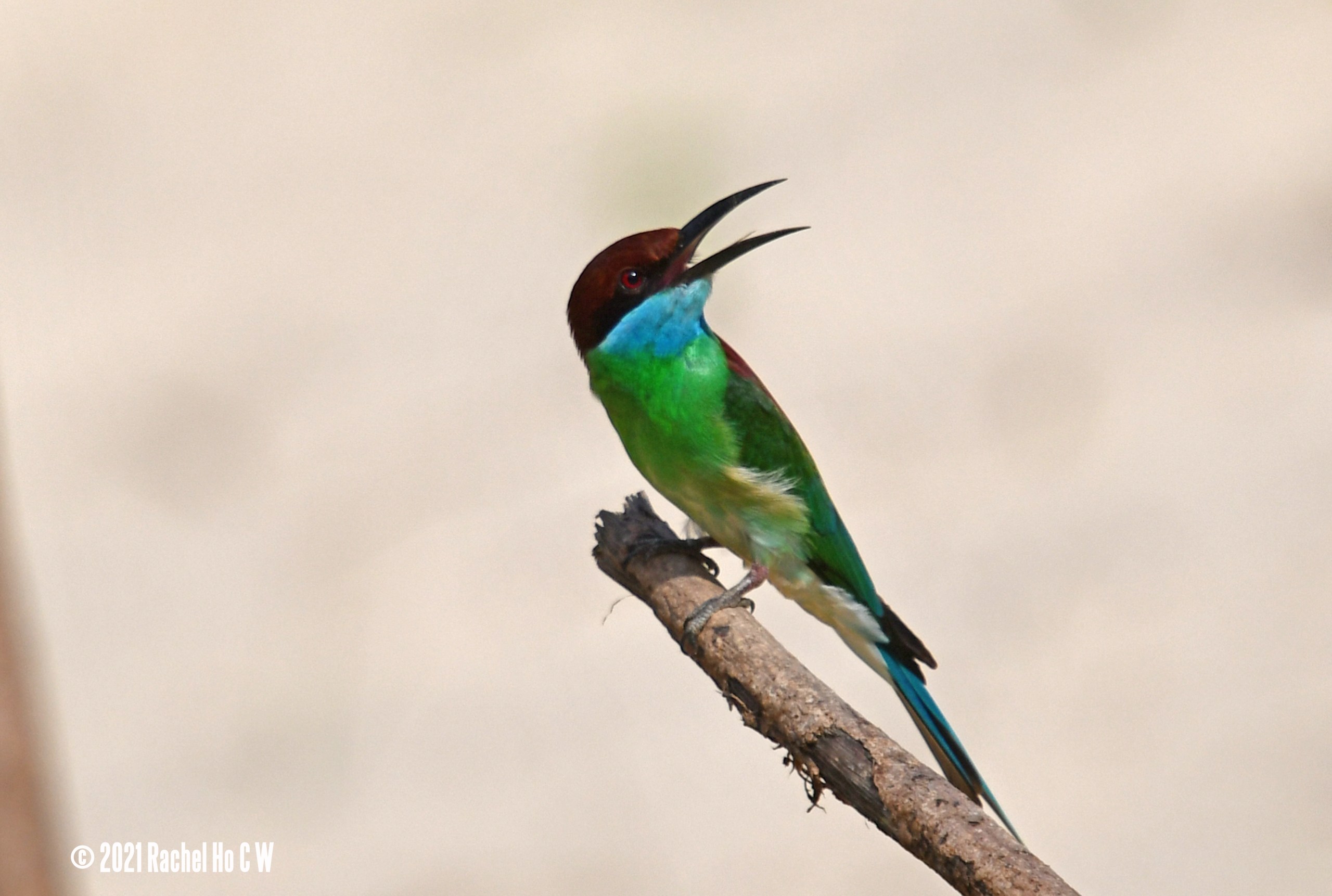 Image 6269 Blue-throated Bee-eater