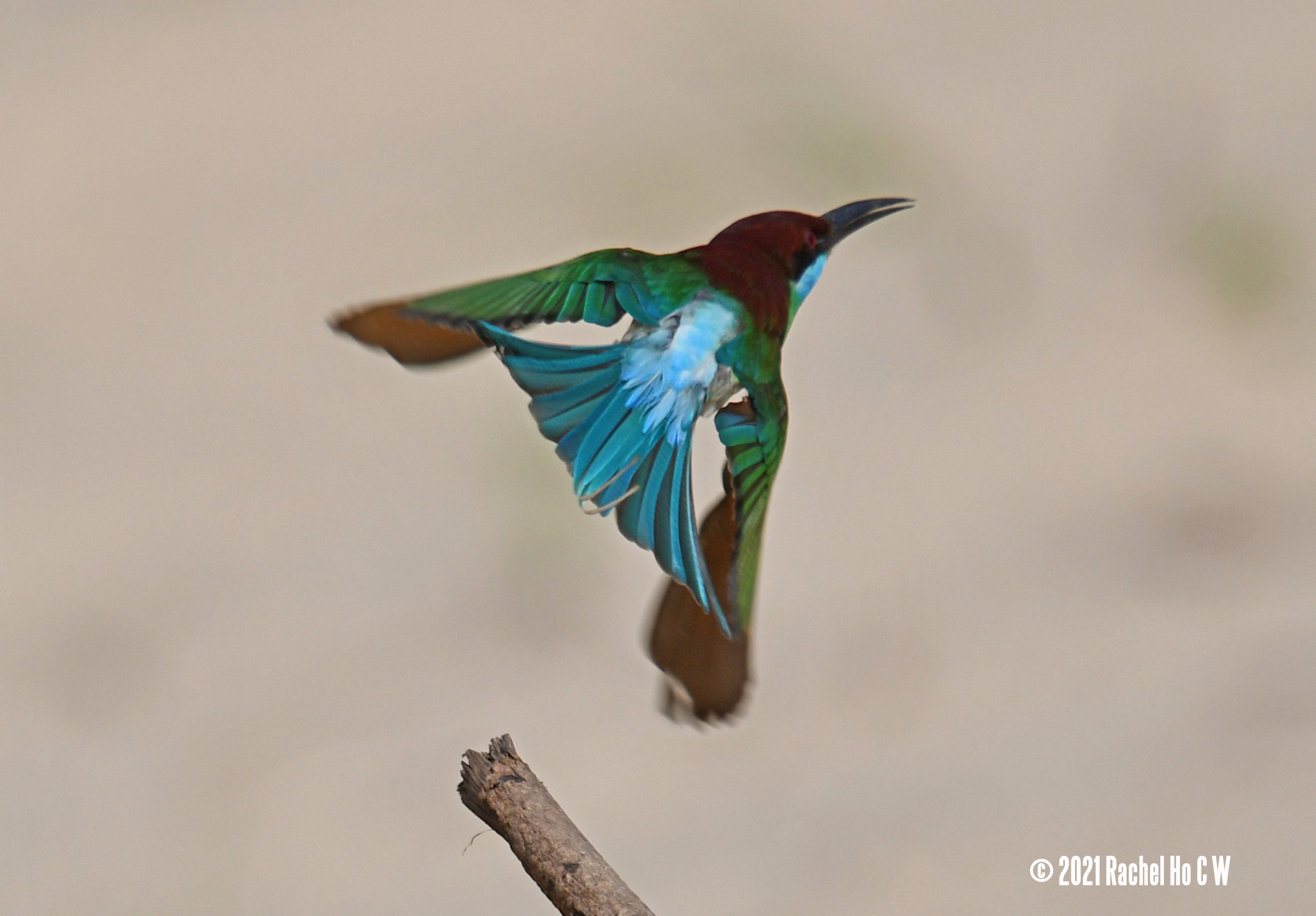 Image 6282 Blue-throated Bee-eater