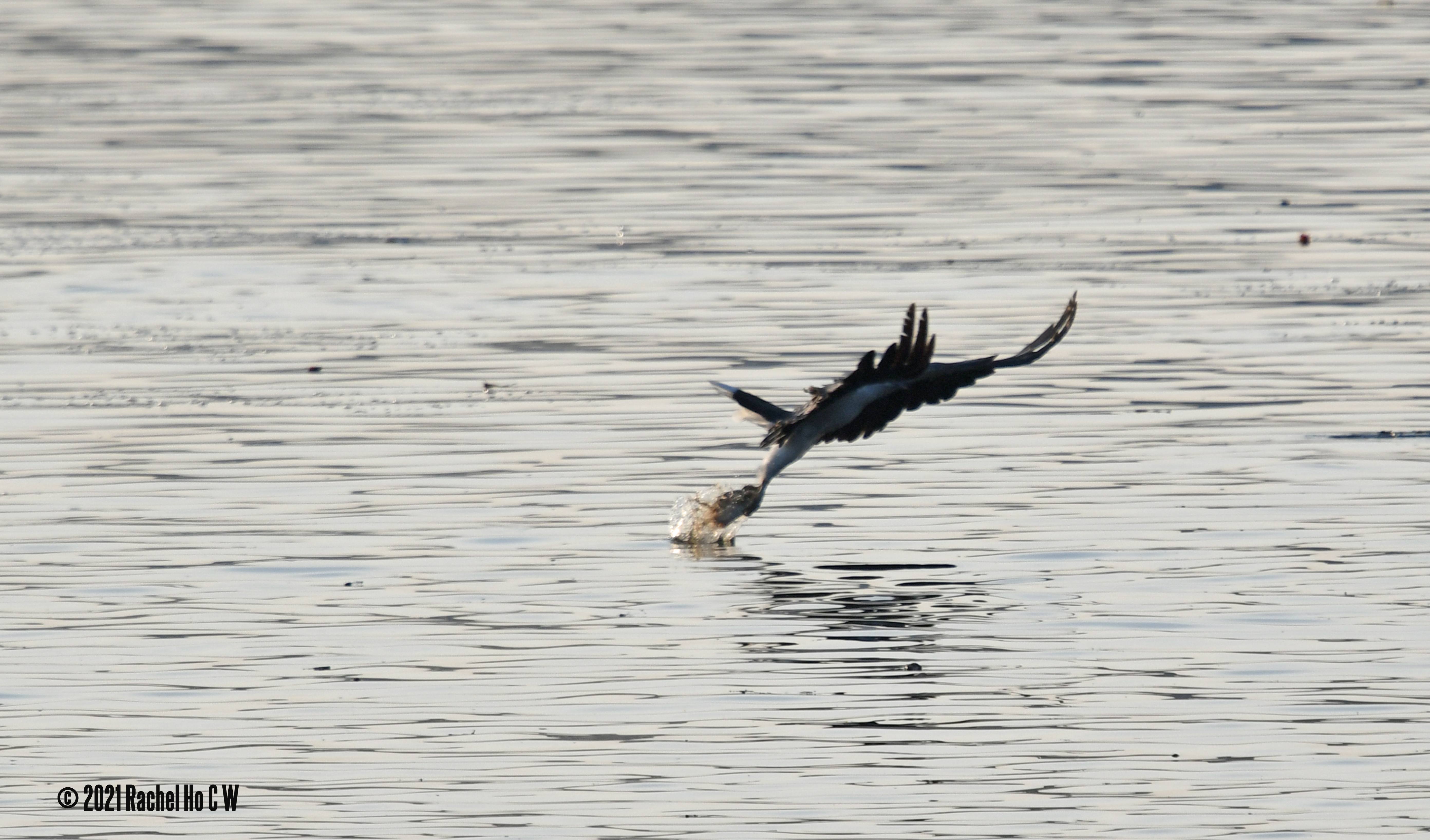 Image 7047 white bellied sea eagle diving for fish.
