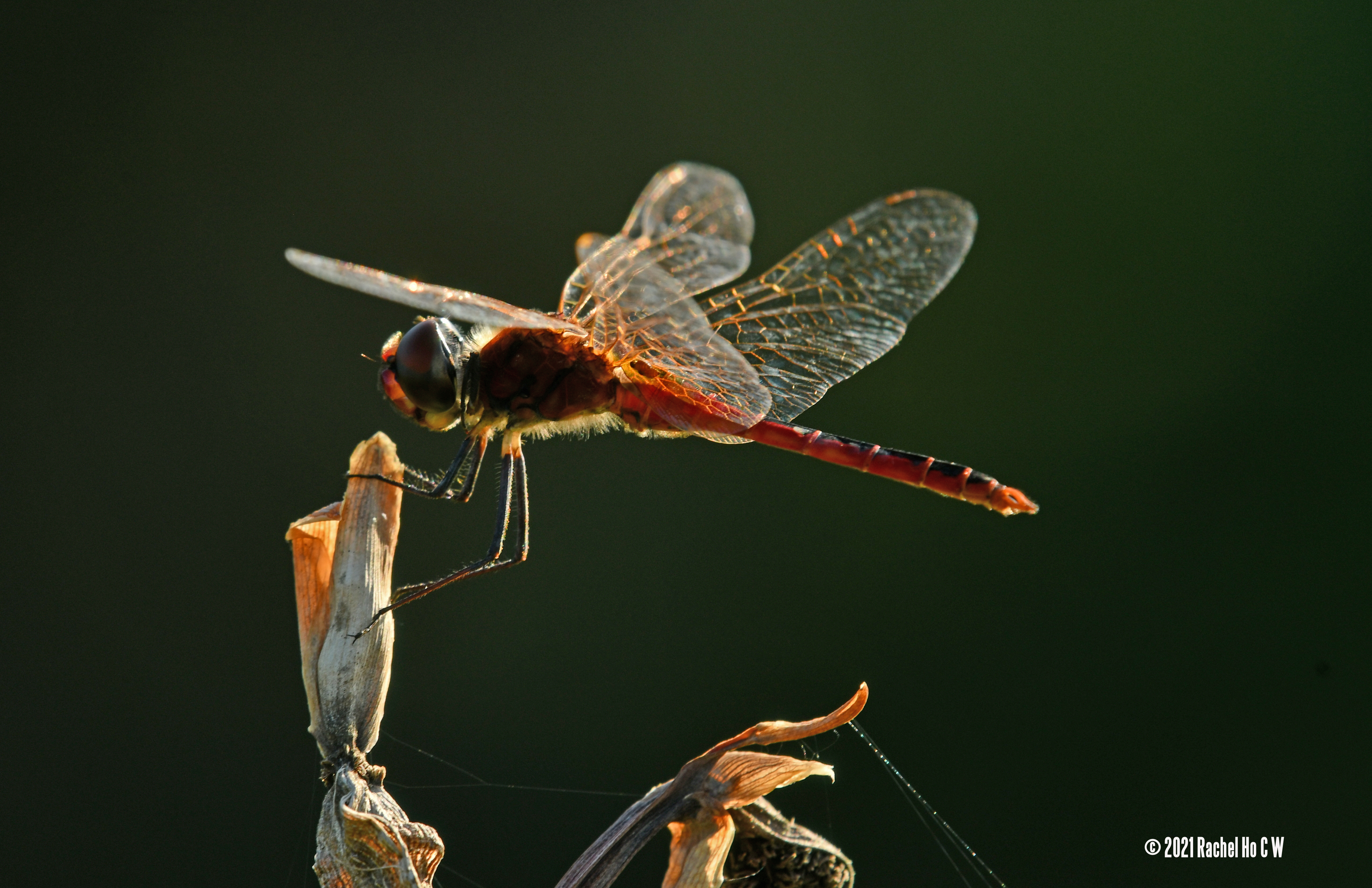 Image 7613 - Dragonfly in backlit macro.