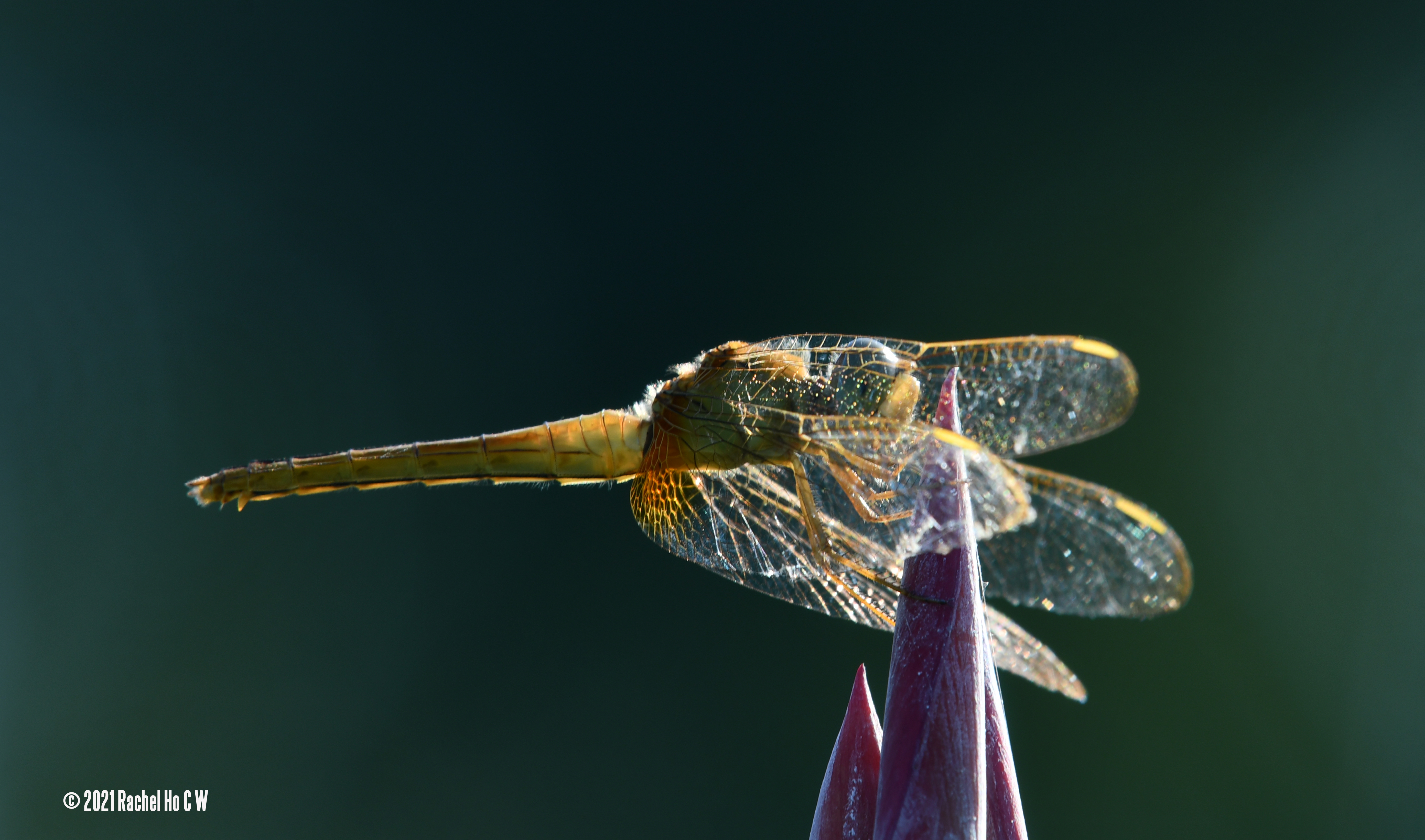 Image 7615 - Dragonfly in backlit macro.