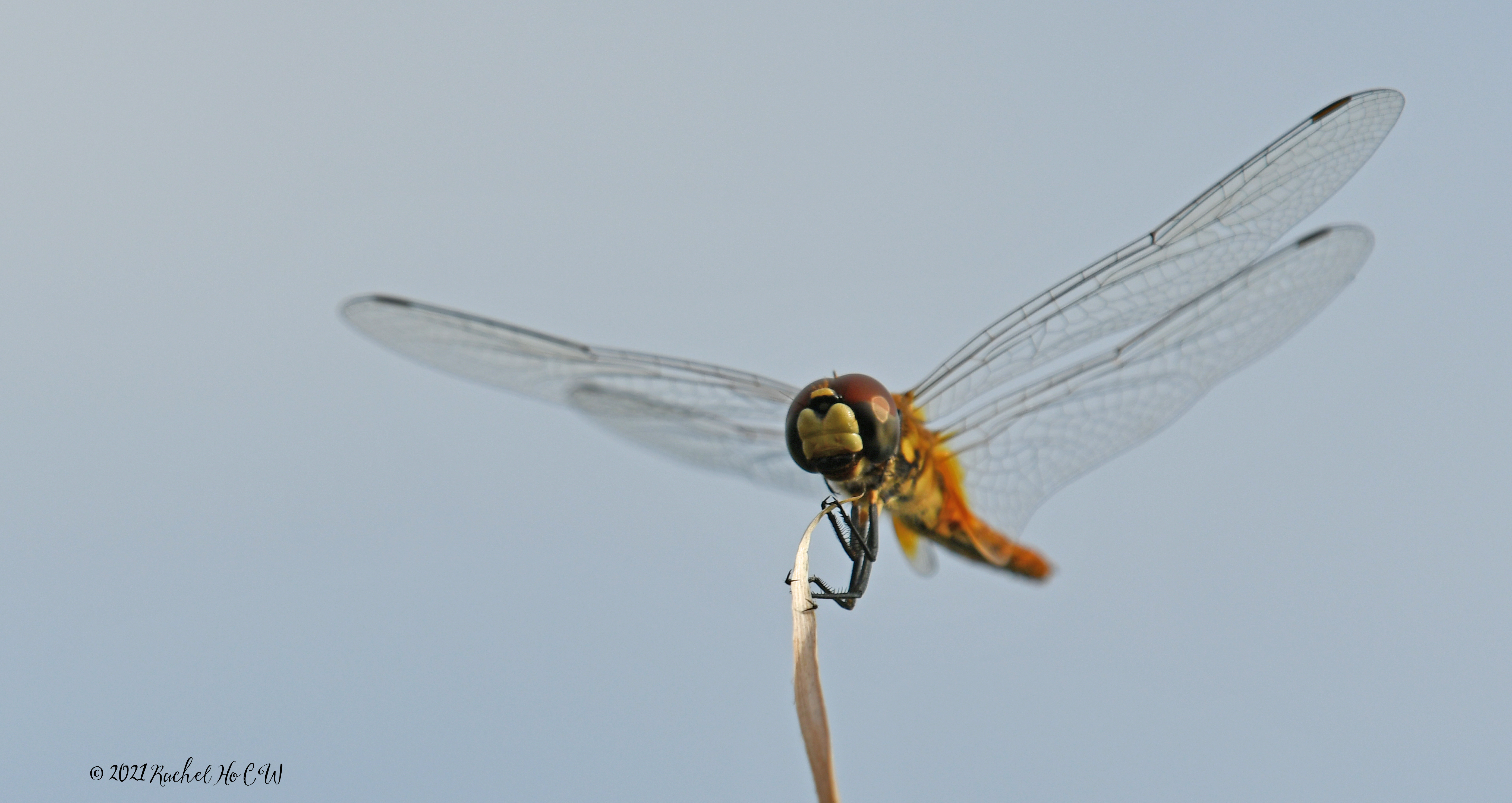 Image 7816 - Scarlet Basker Dragonfly (yellow)