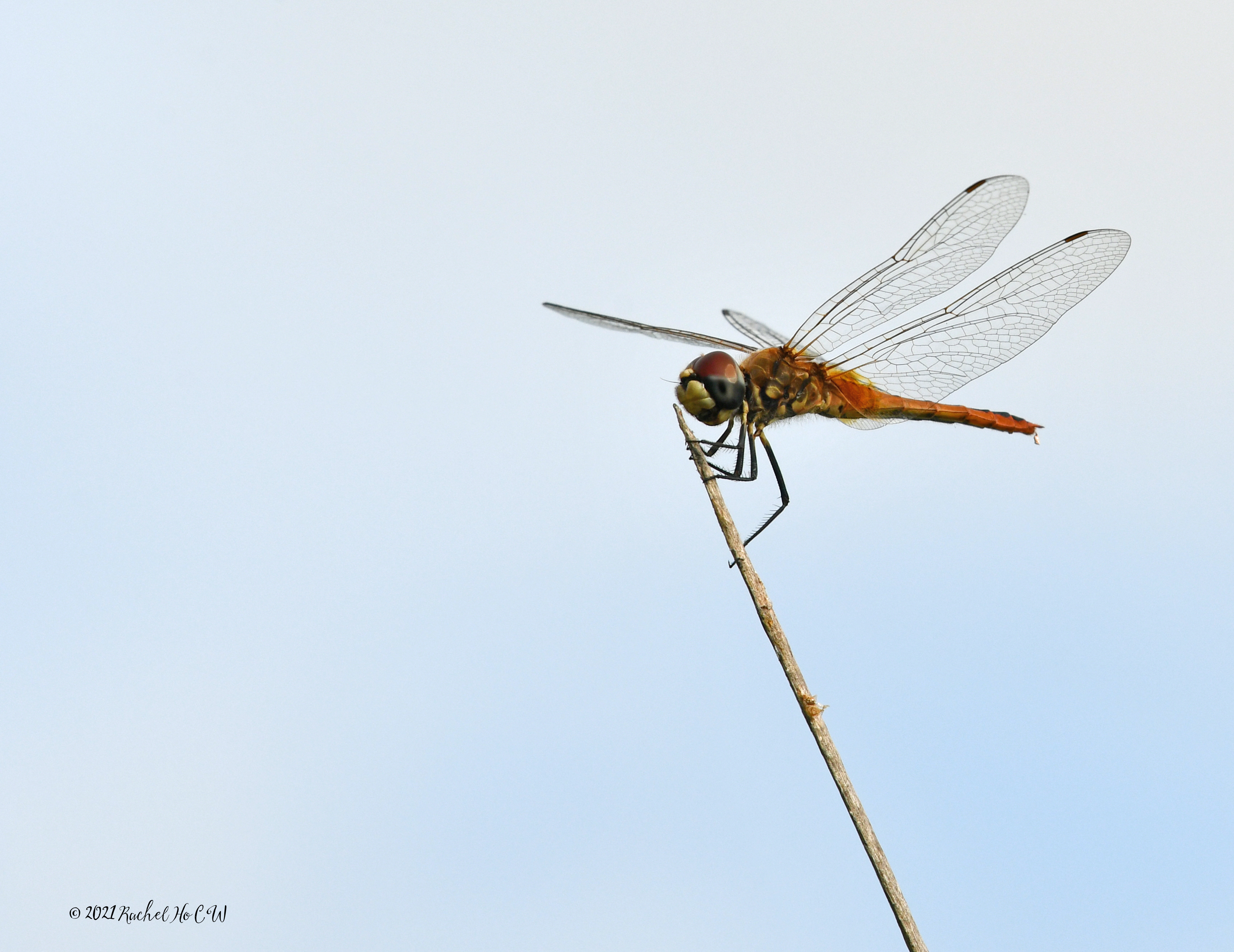 Image 7869 - Scarlet Basker Dragonfly (yellow)
