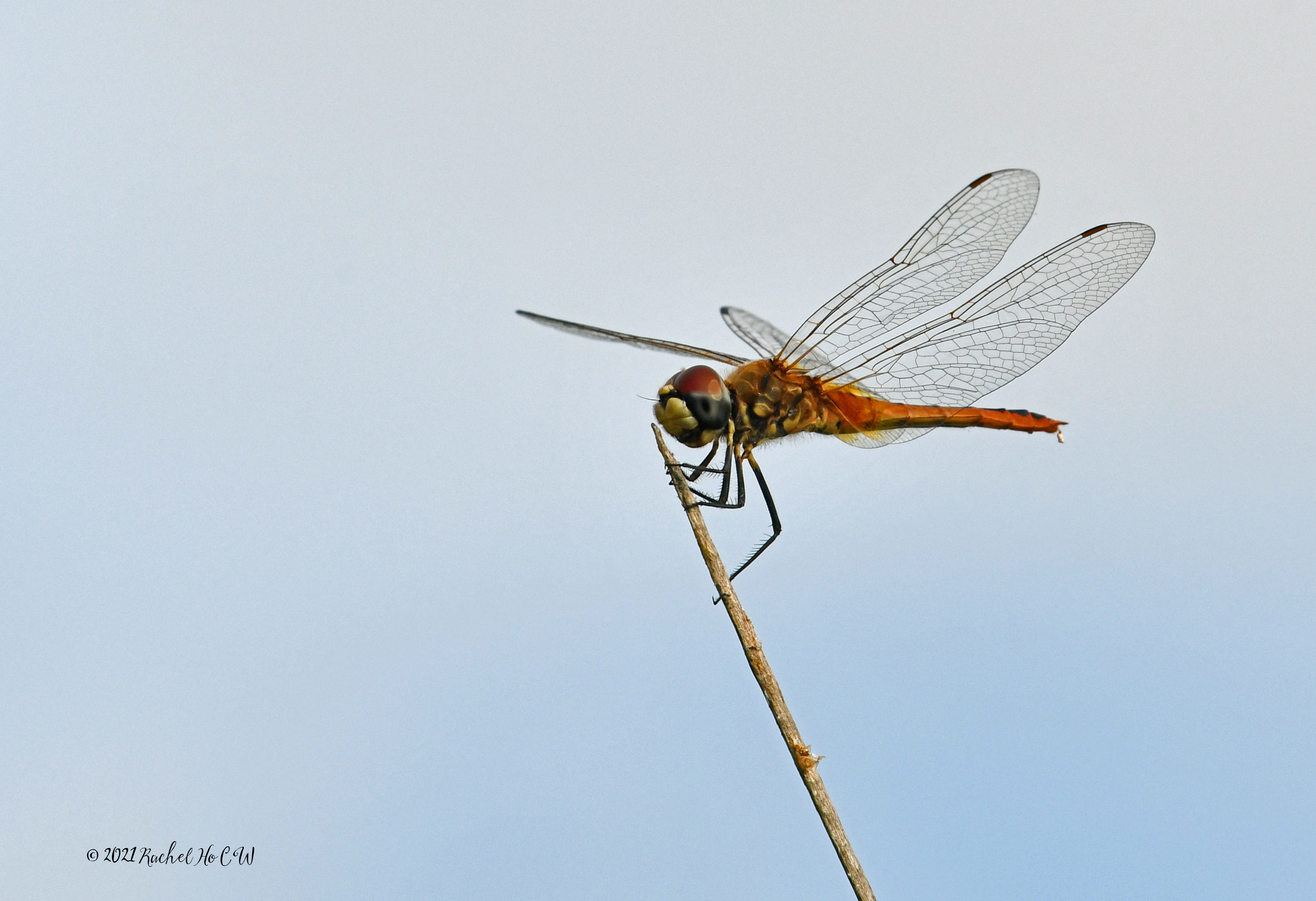 Image 7870 - Scarlet Basker Dragonfly (yellow)
