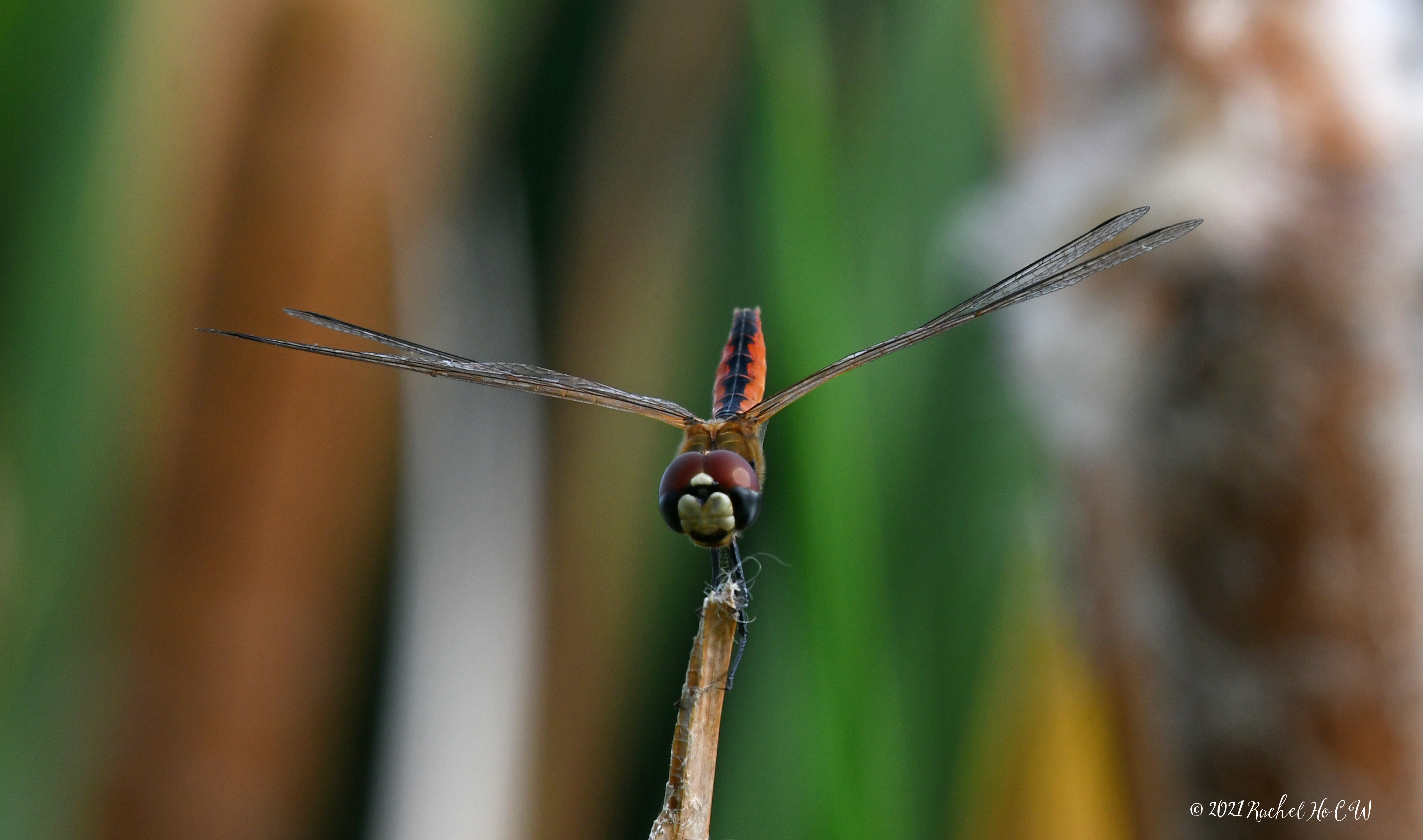 Image 7880 - Scarlet Basker Dragonfly (yellow)