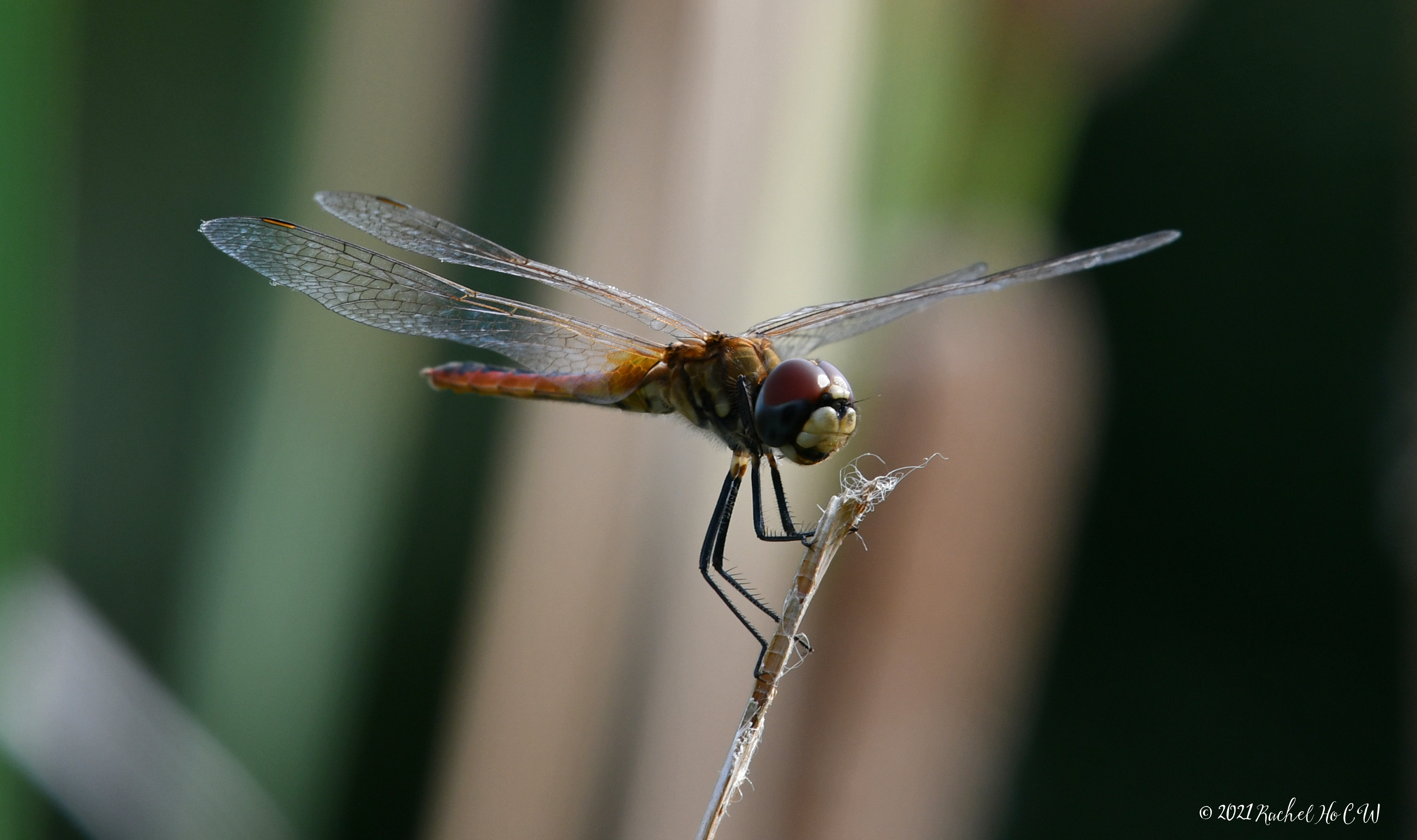 Image 7897 - Scarlet Basker Dragonfly (yellow)