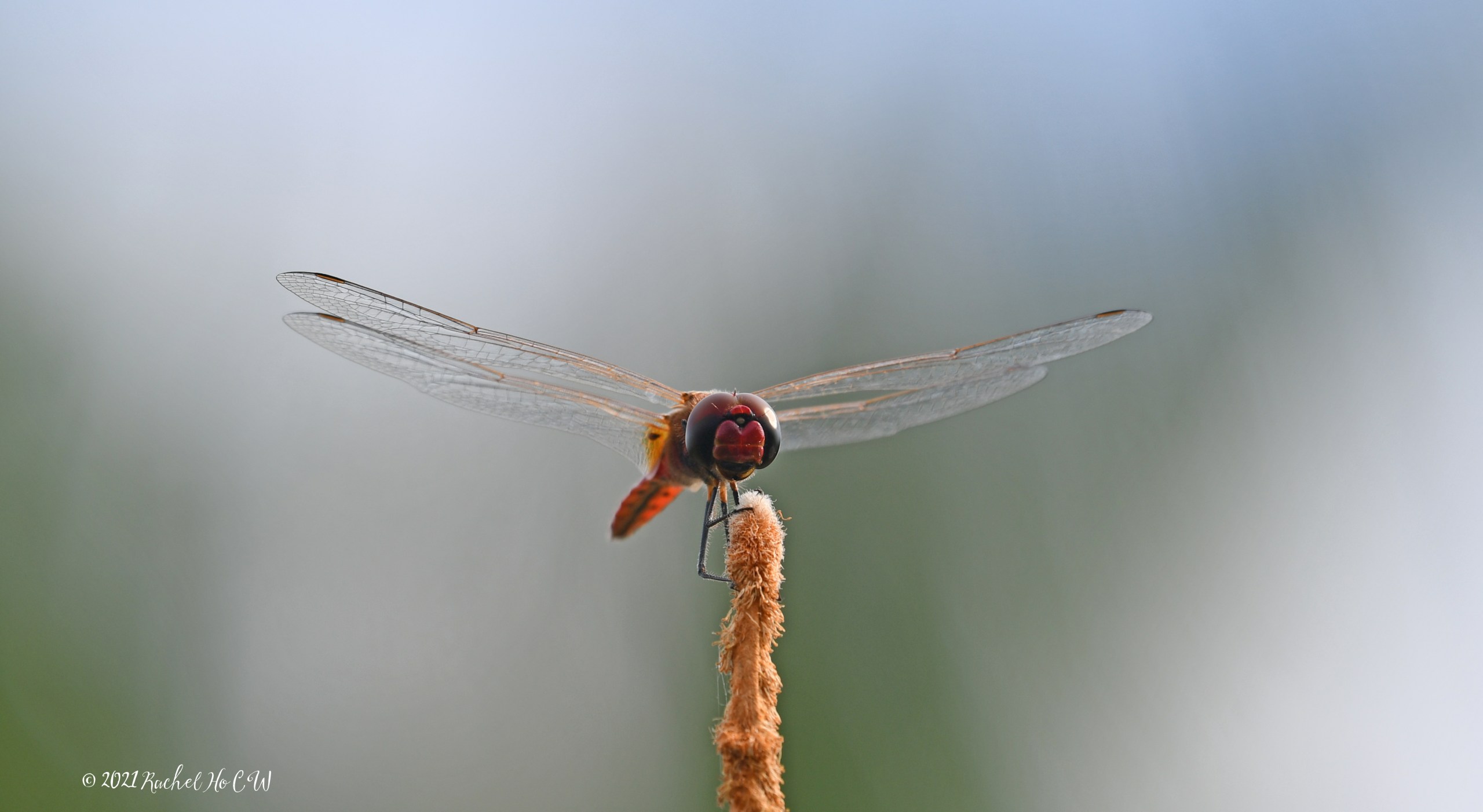 Image 7914 Scarlet Basker ISO-100 f/9 1/320sec +0.3EV