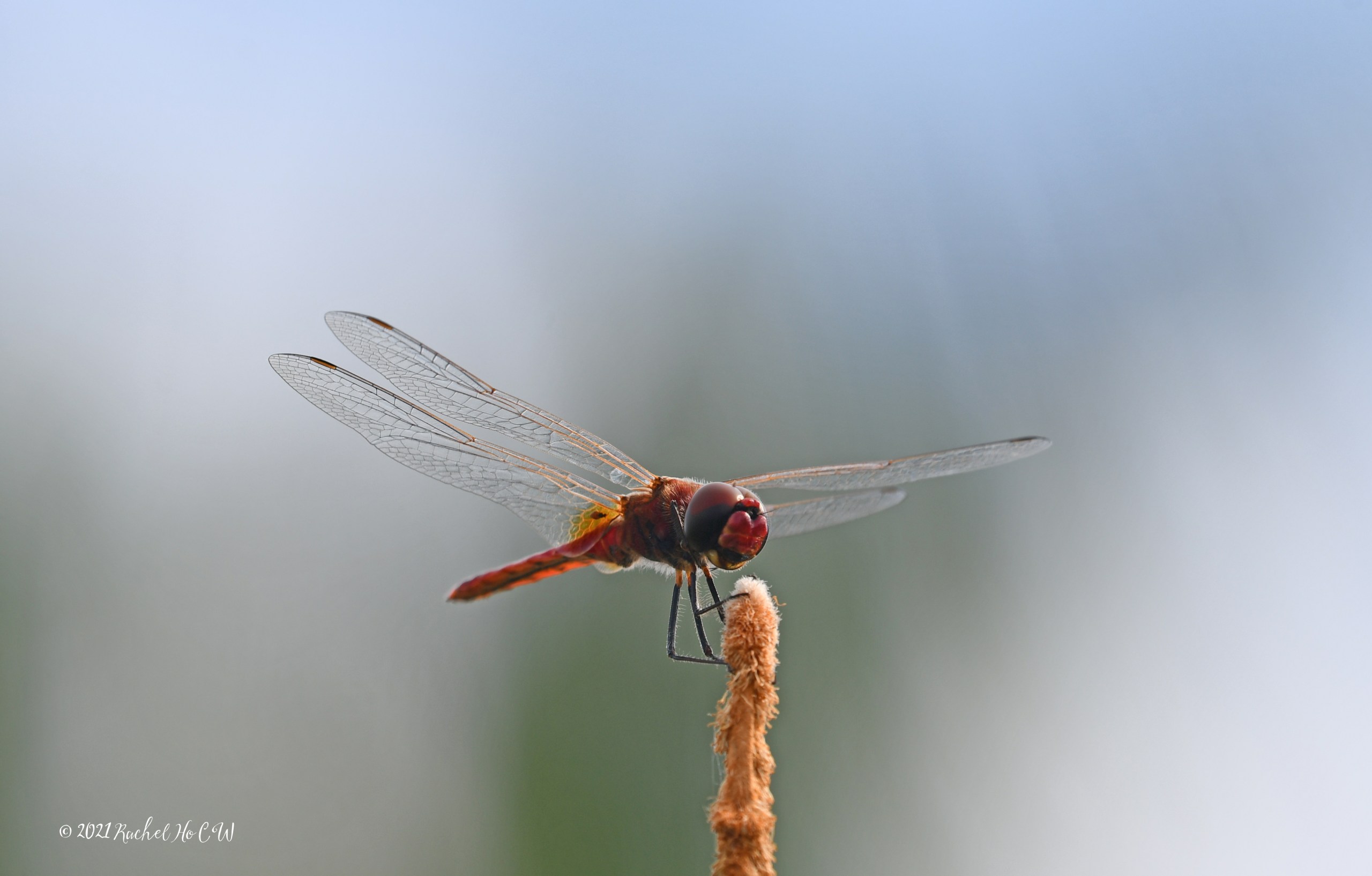 Image 7915 Scarlet Basker ISO-100 f/9 1/320sec +0.3EV
