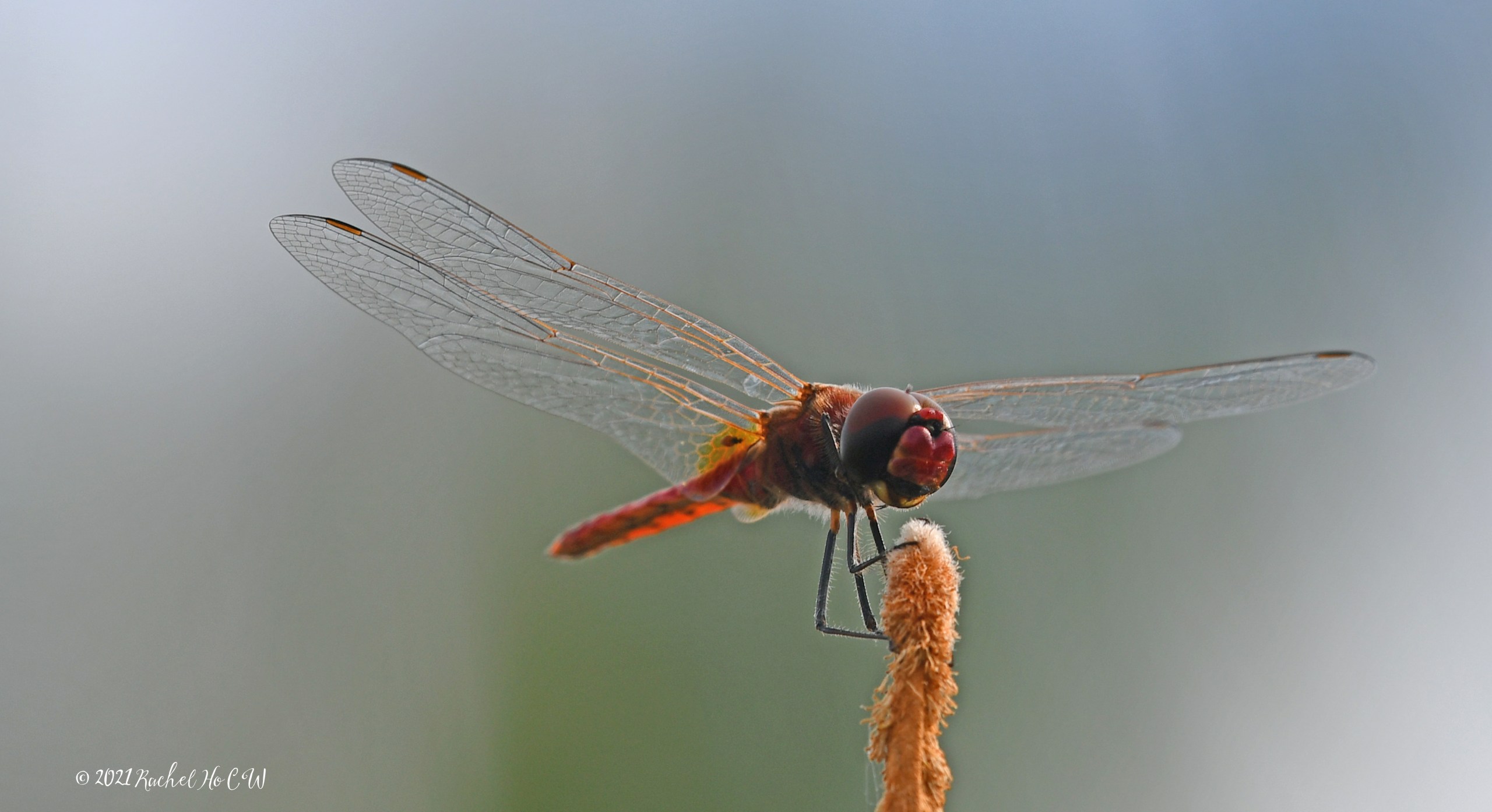 Image 7919 Scarlet Basker ISO-100 f/9 1/500sec +0.3EV