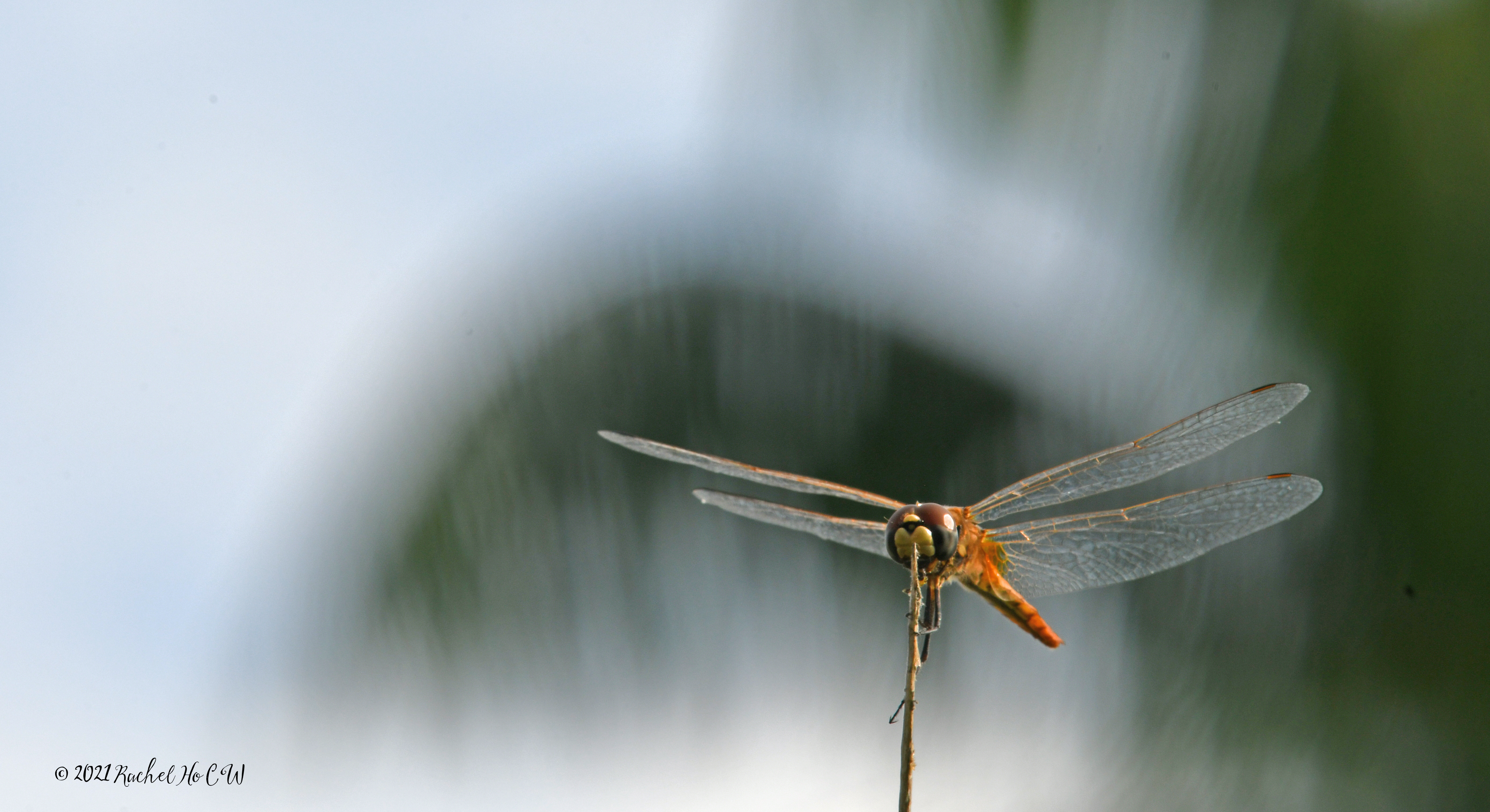 Image 7929 - Scarlet Basker Dragonfly (yellow)