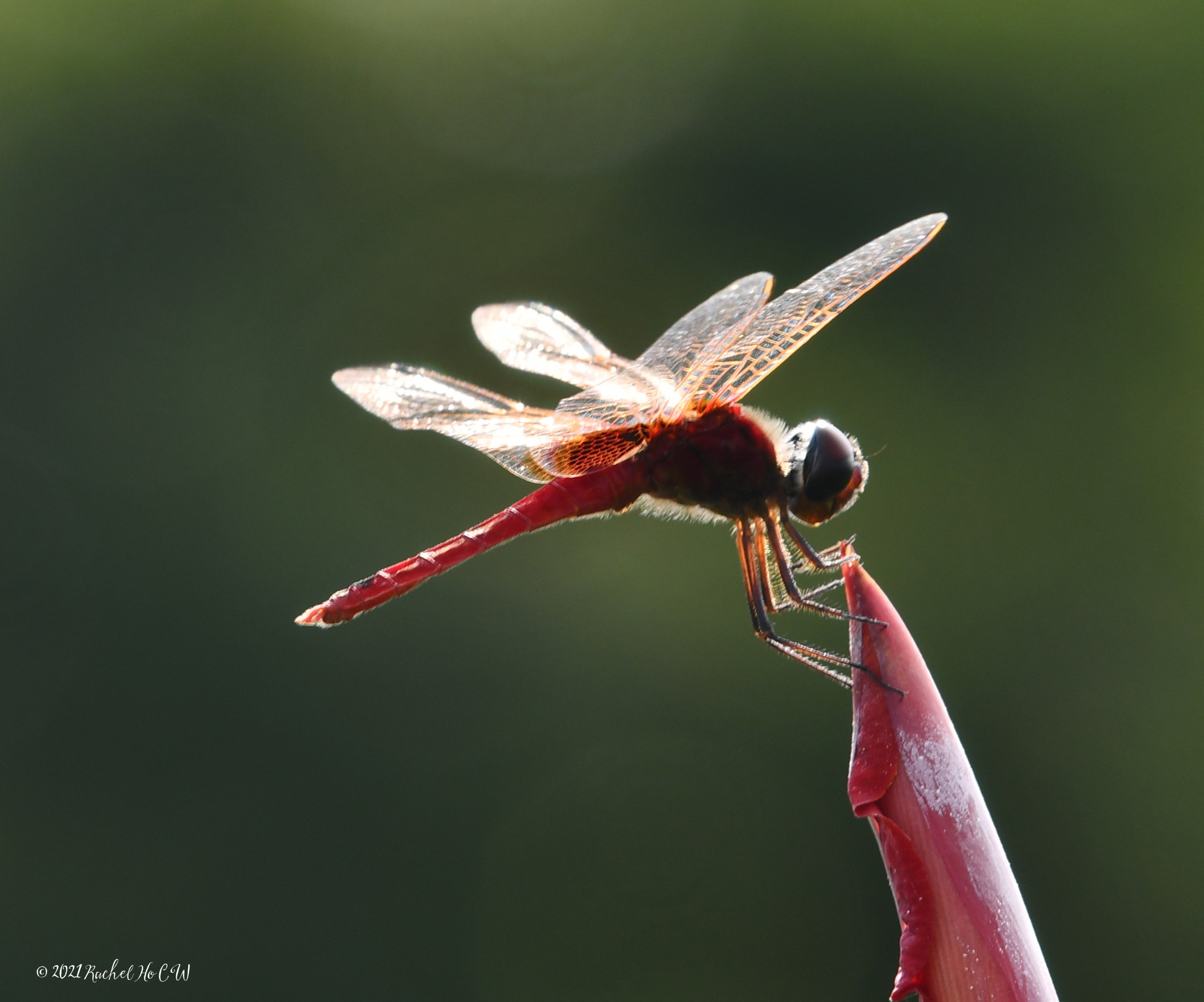 Image 7945 Scarlet Basker