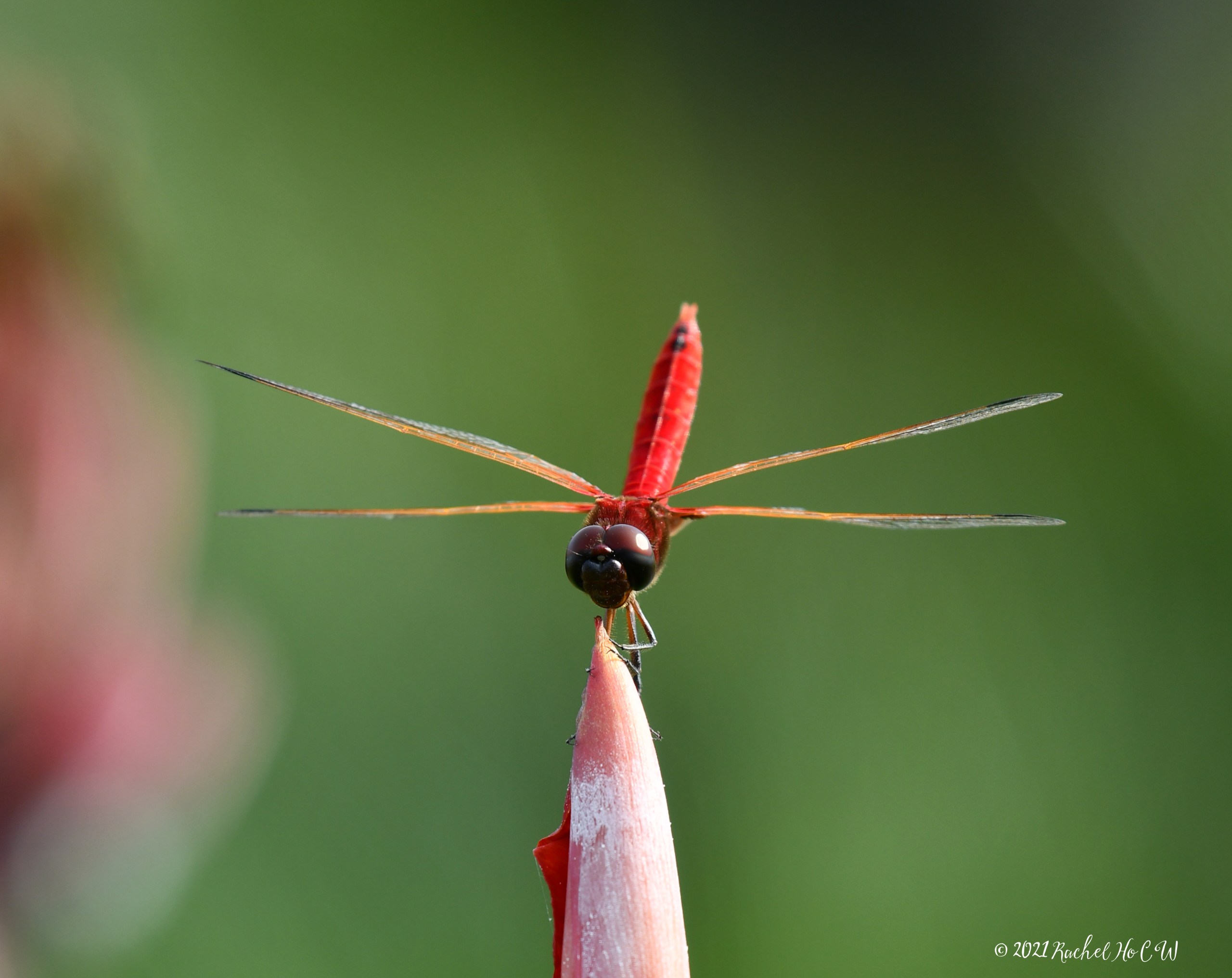 Image 7971 Scarlet Basker